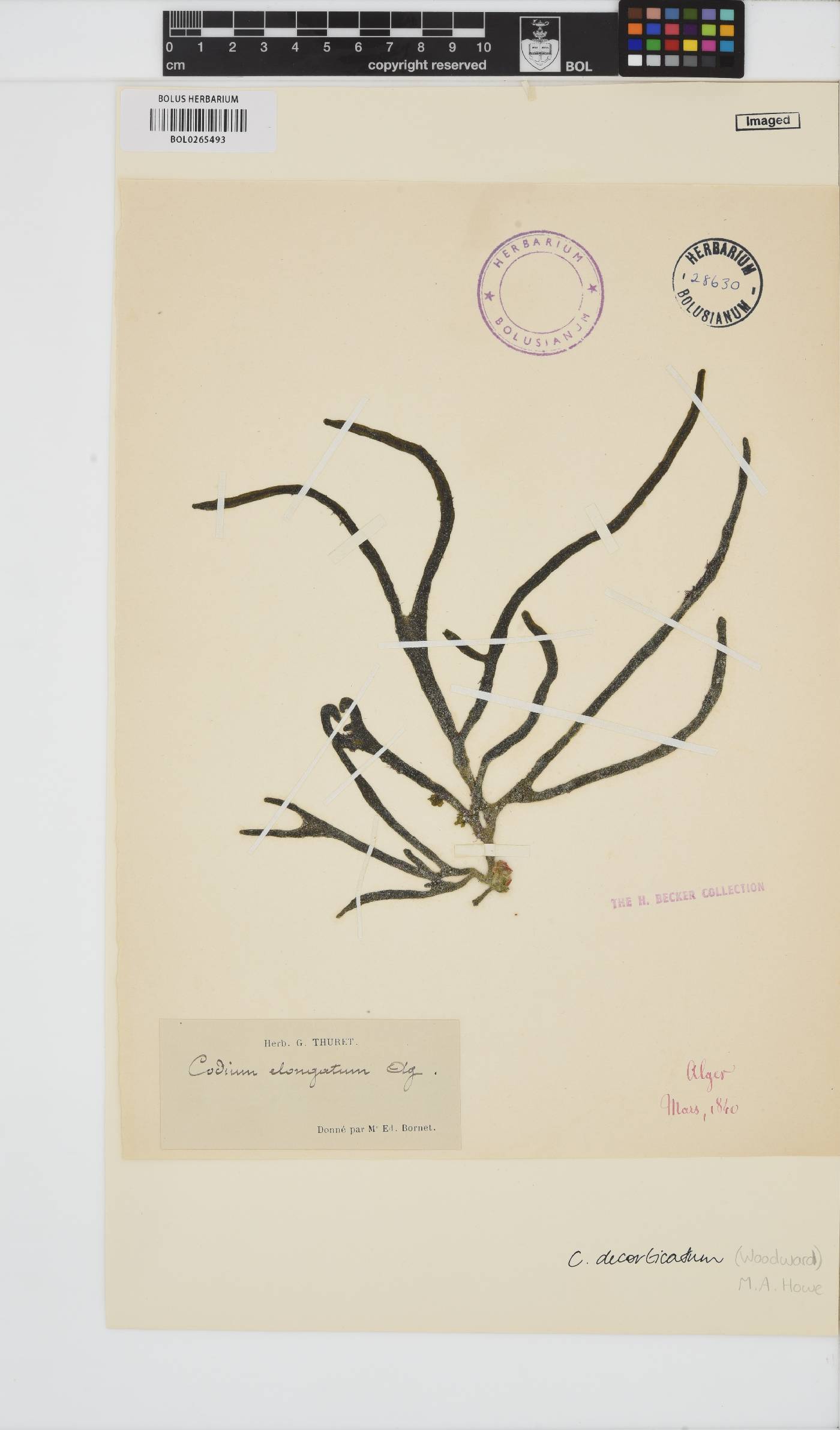 Codium decorticatum image