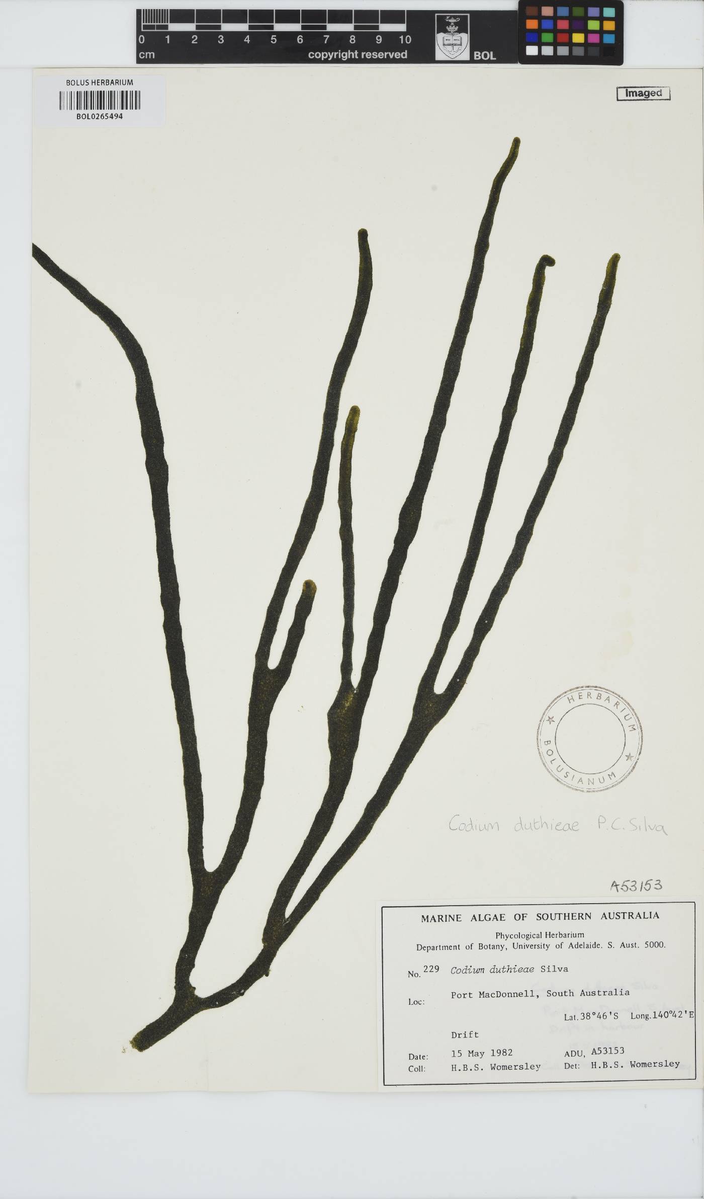 Codium duthieae image