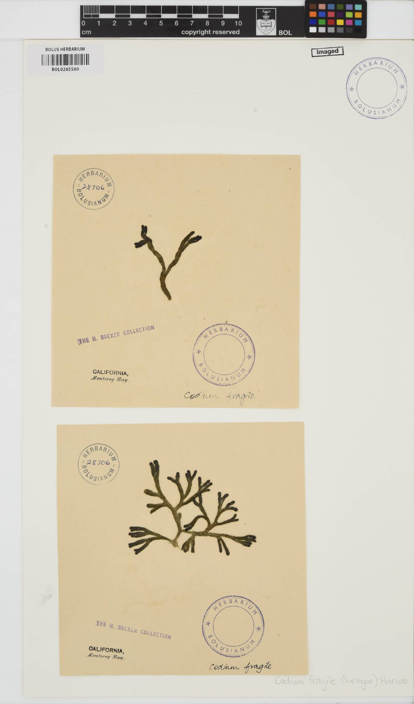 Codium fragile image