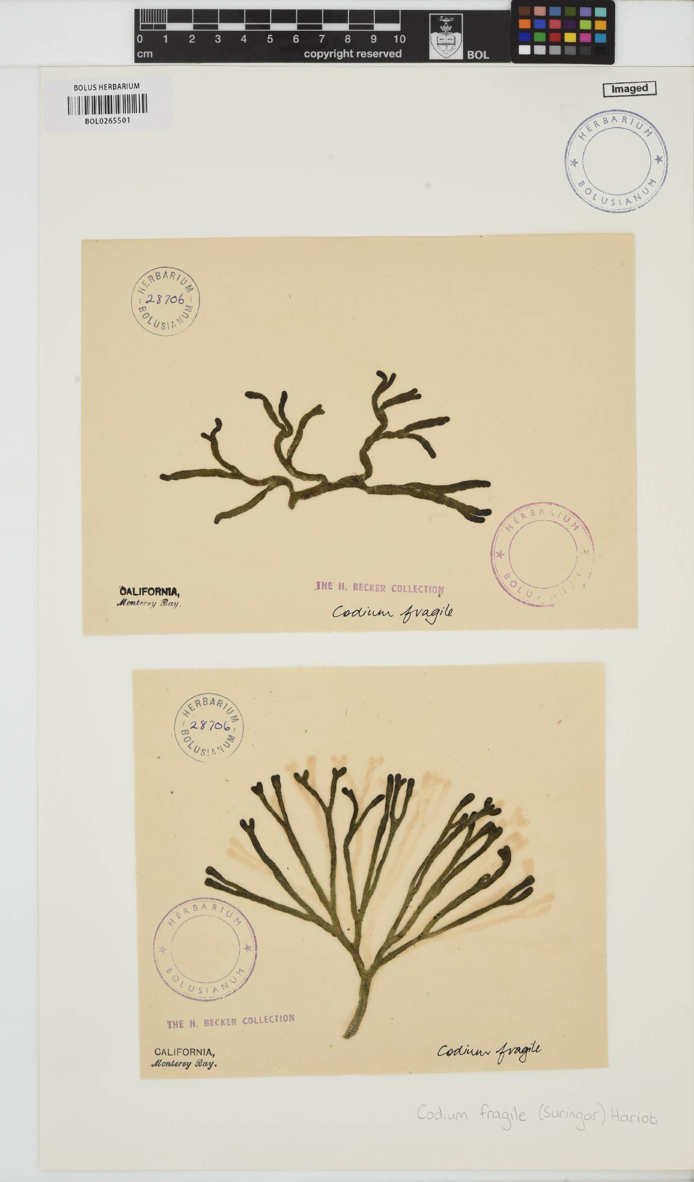 Codium fragile image