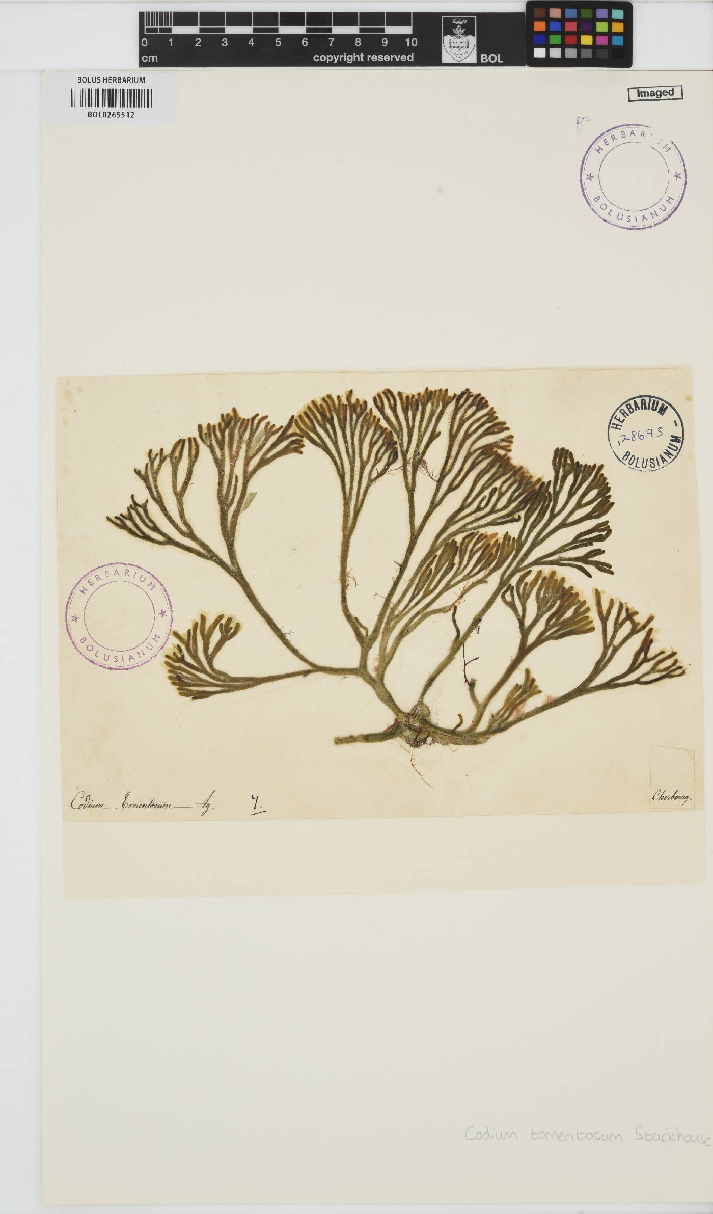 Codium tomentosum image