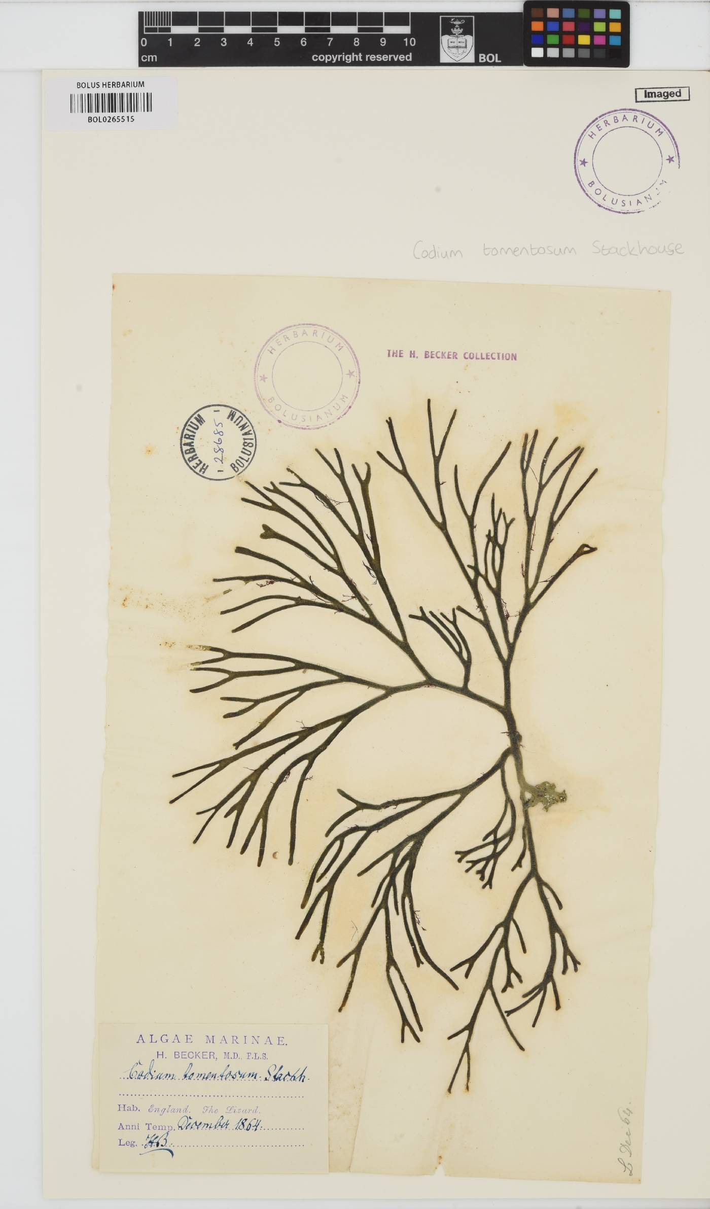 Codium tomentosum image
