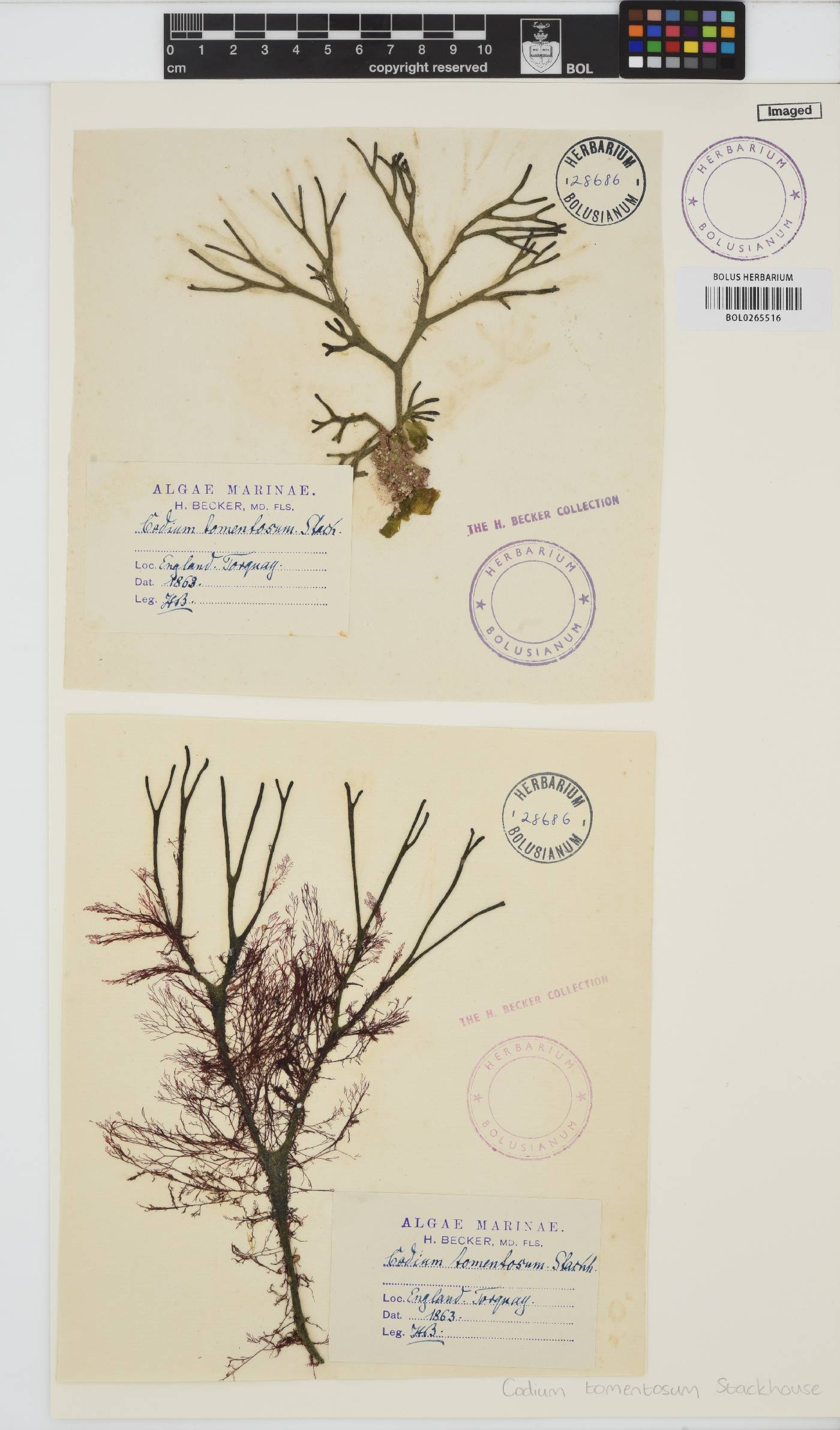 Codium tomentosum image