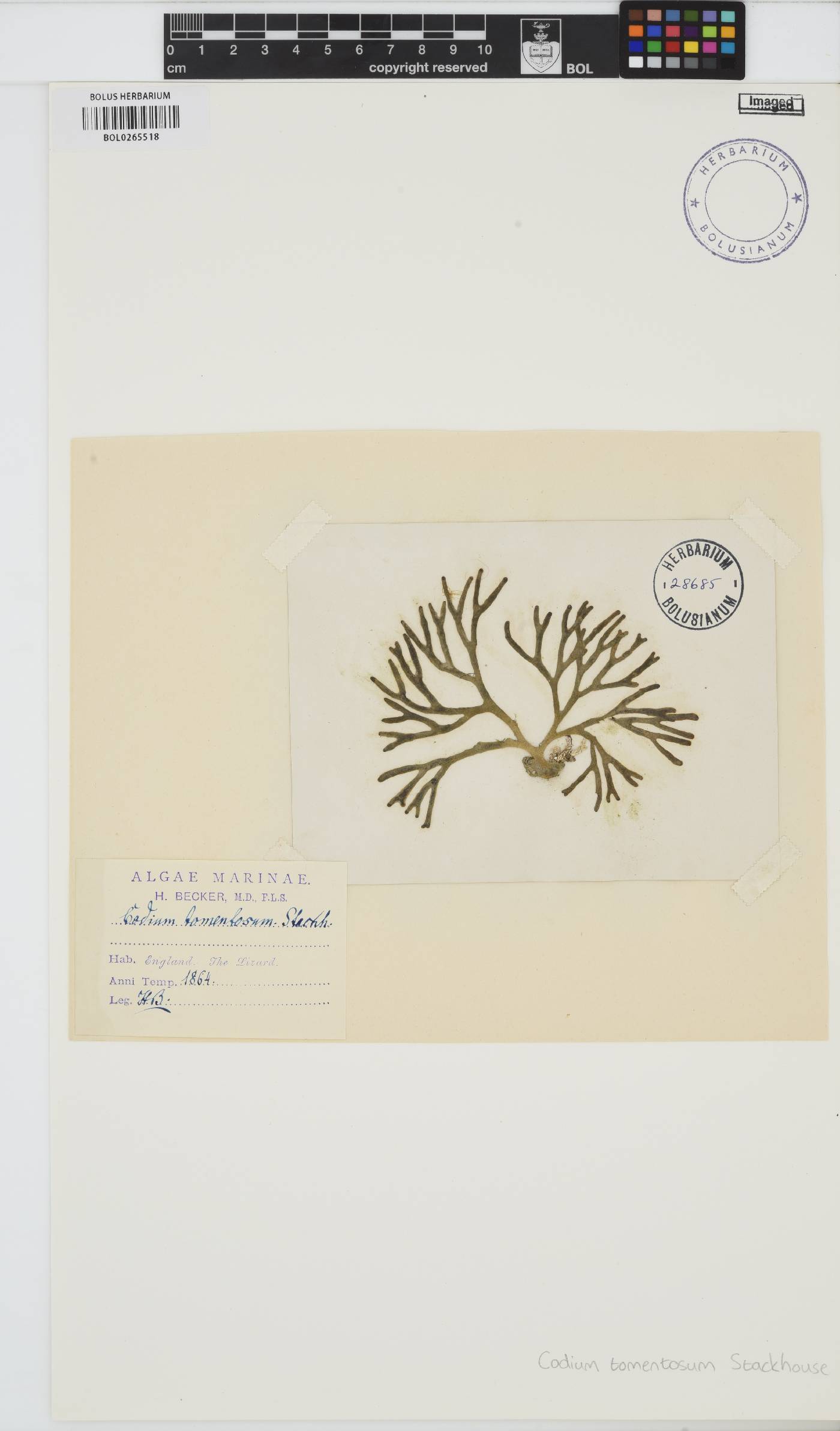 Codium tomentosum image