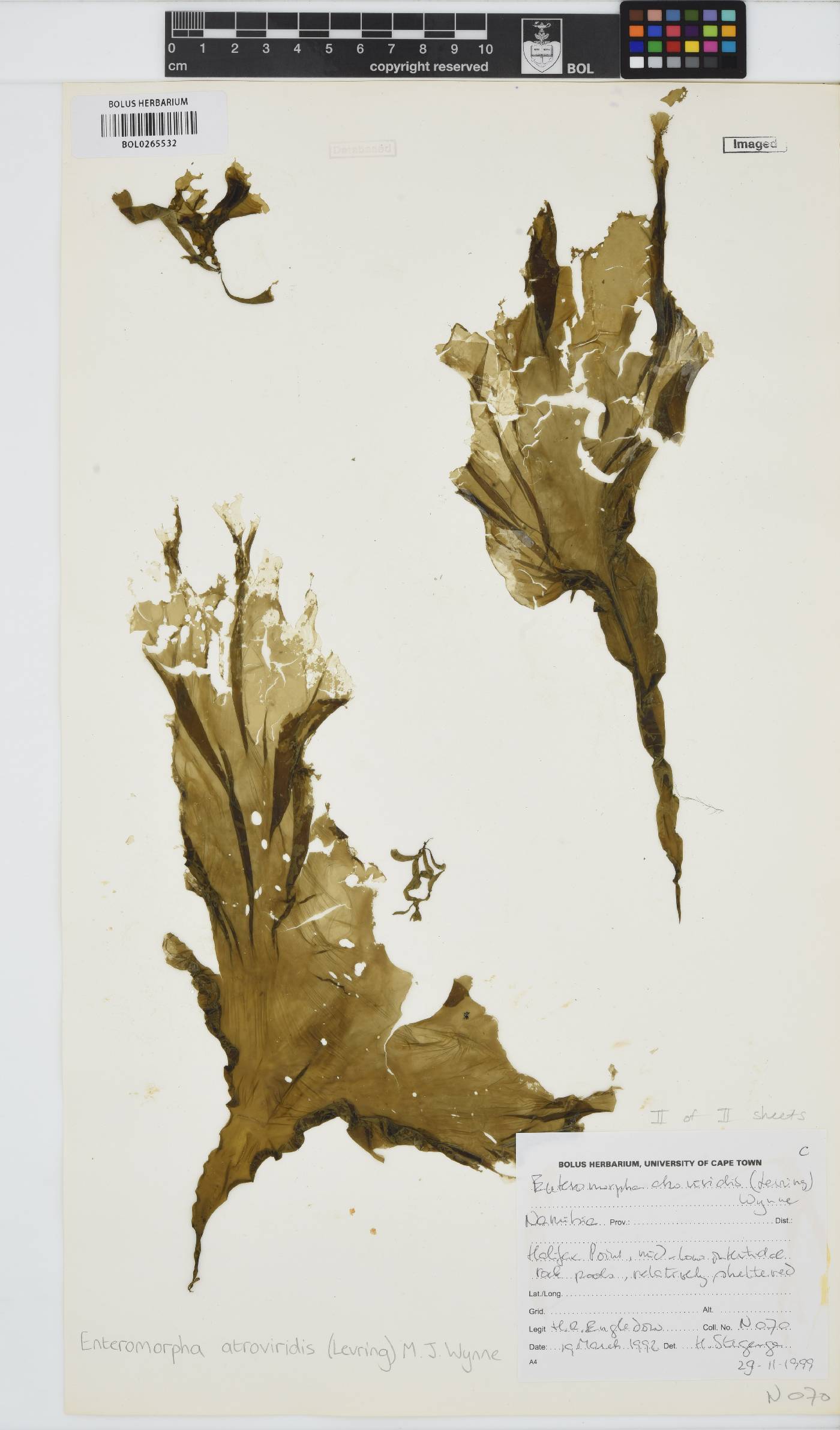 Ulva atroviridis image