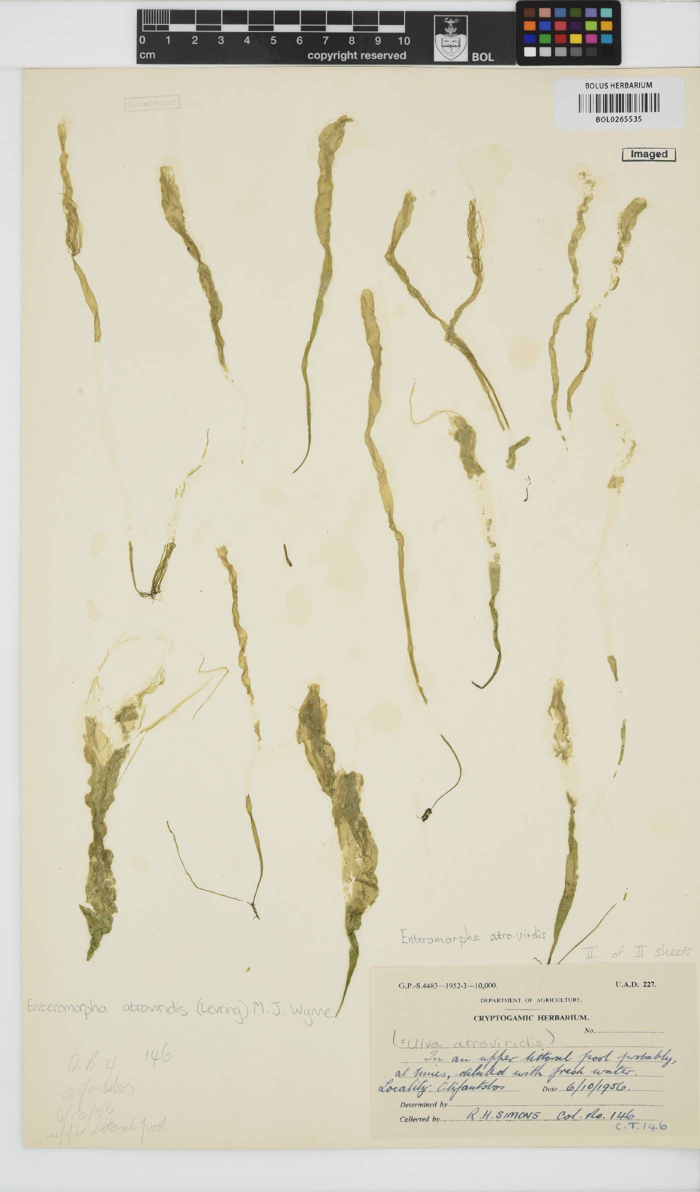 Ulva atroviridis image