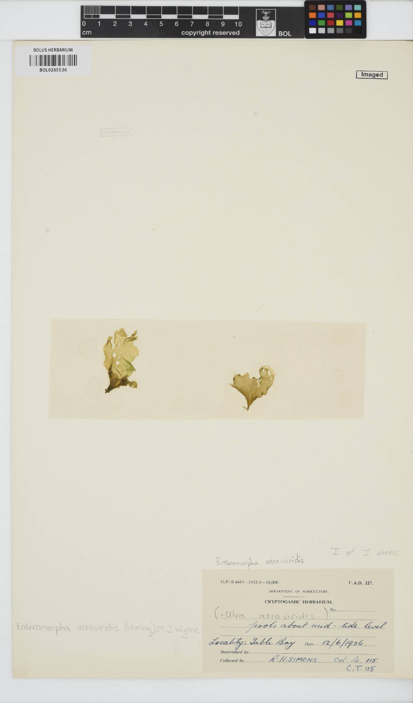 Ulva atroviridis image