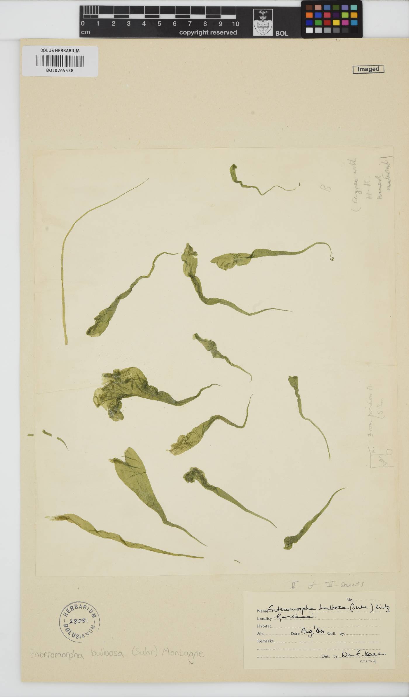 Ulva hookeriana image