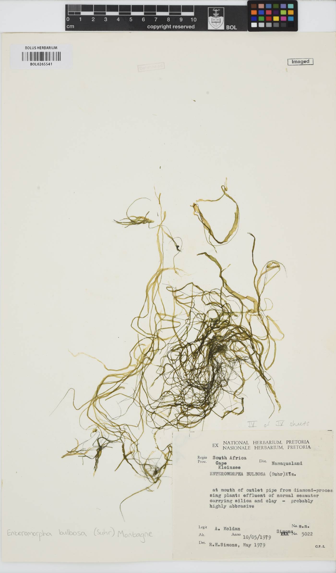 Ulva hookeriana image