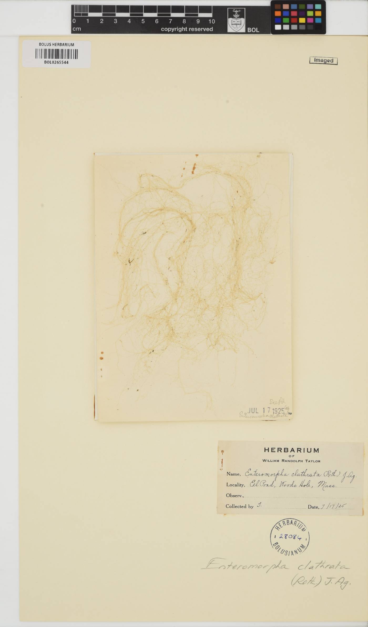 Ulva clathrata image