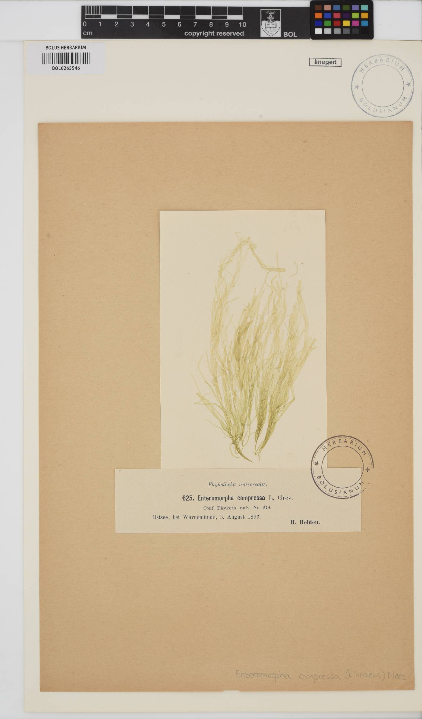 Ulva compressa image
