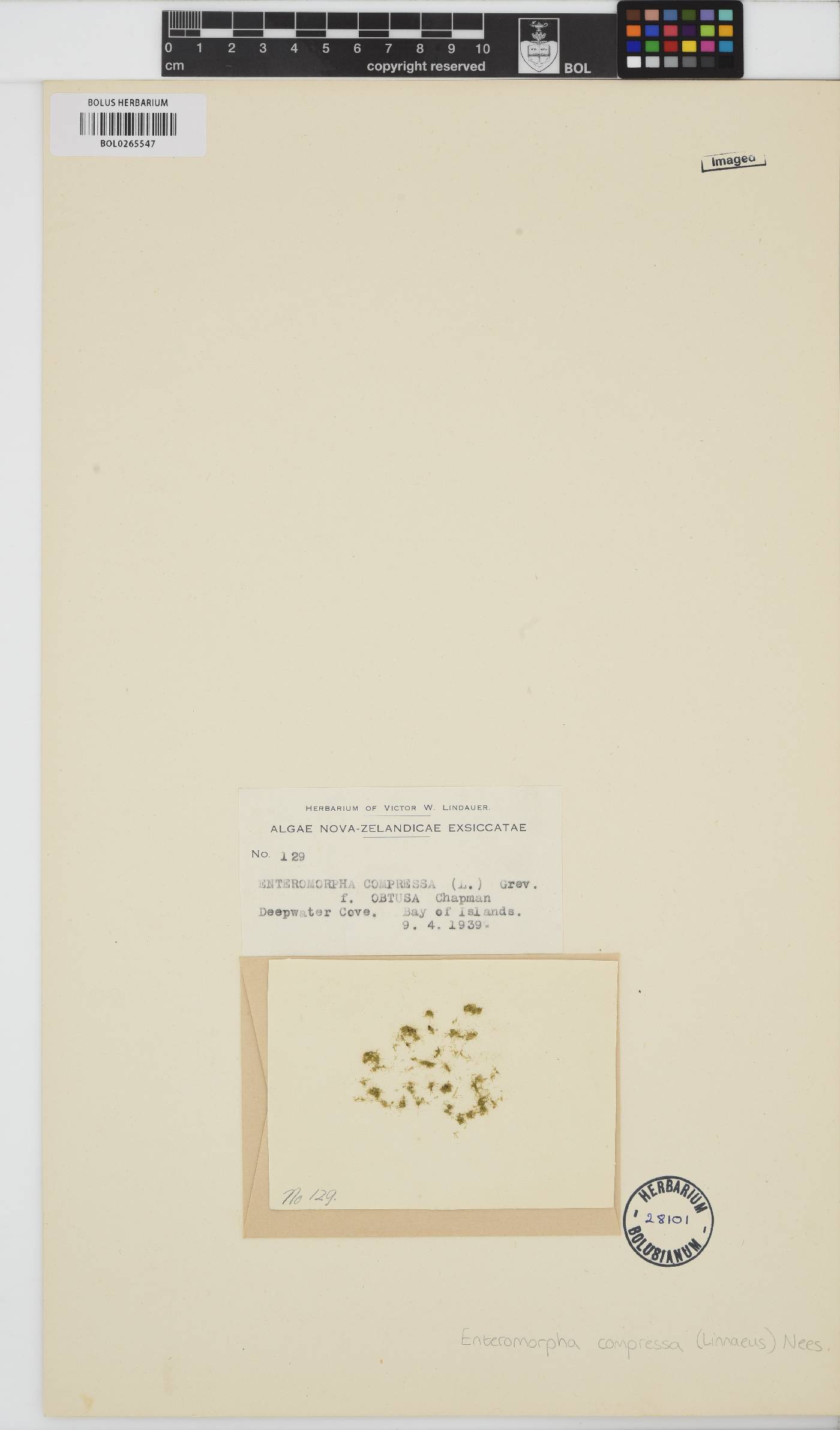 Ulva compressa image