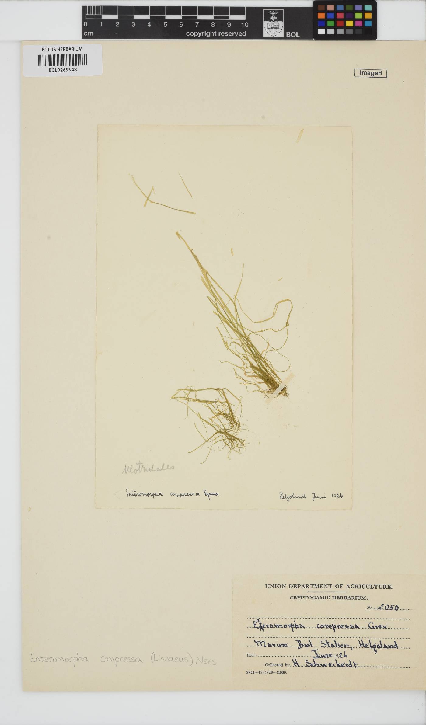 Ulva compressa image
