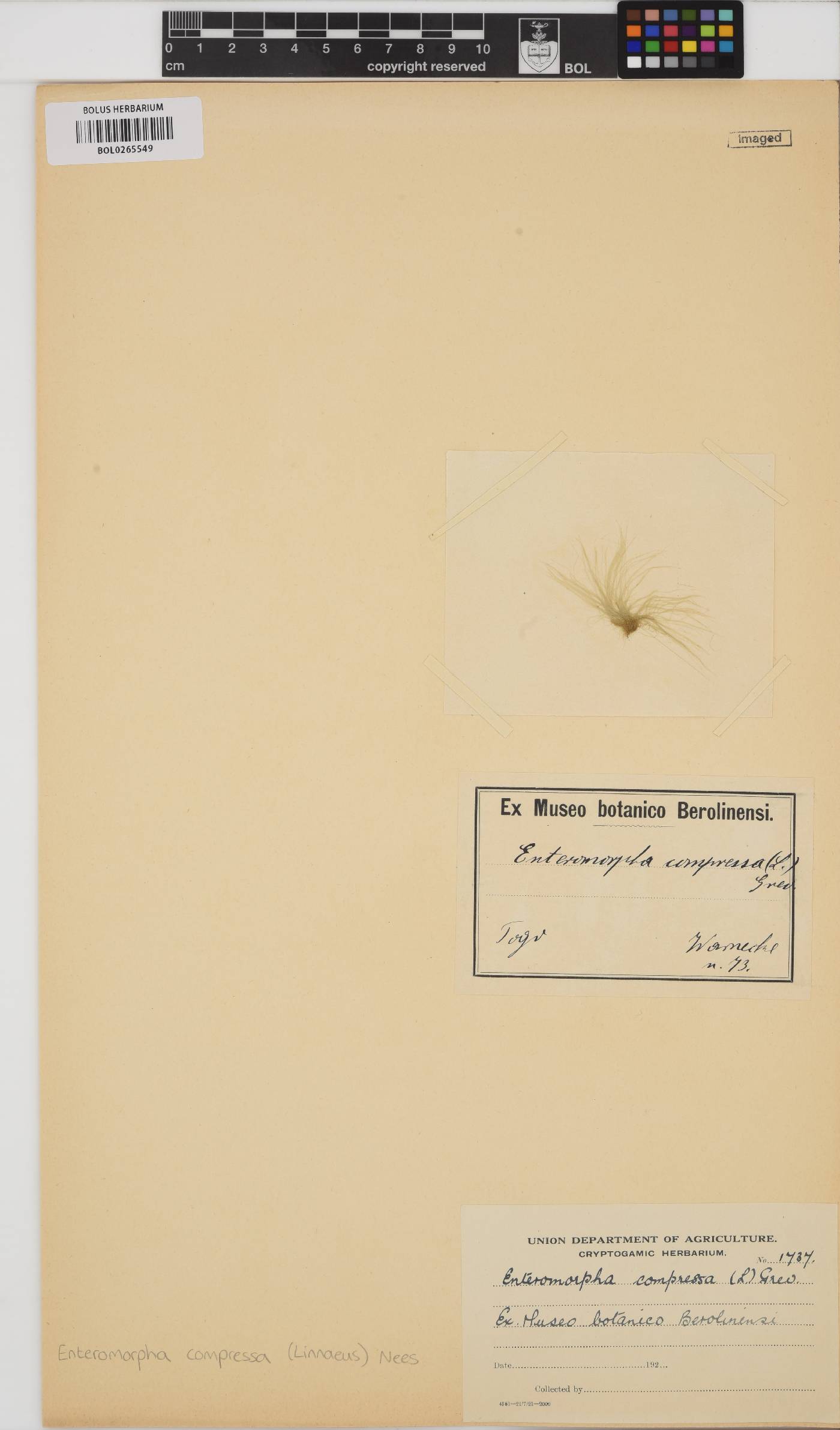Ulva compressa image