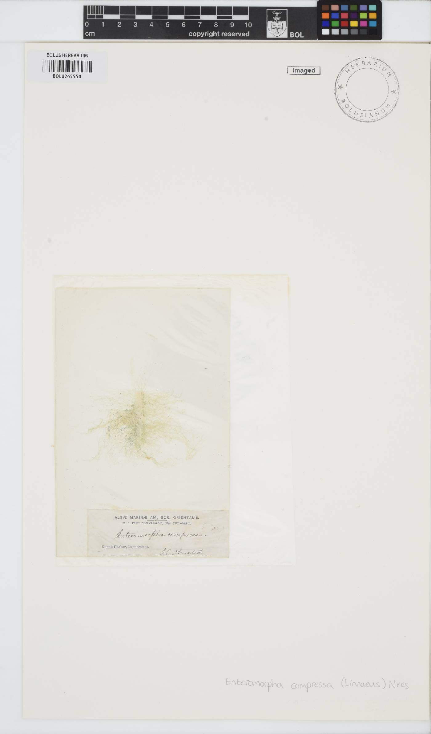 Ulva compressa image