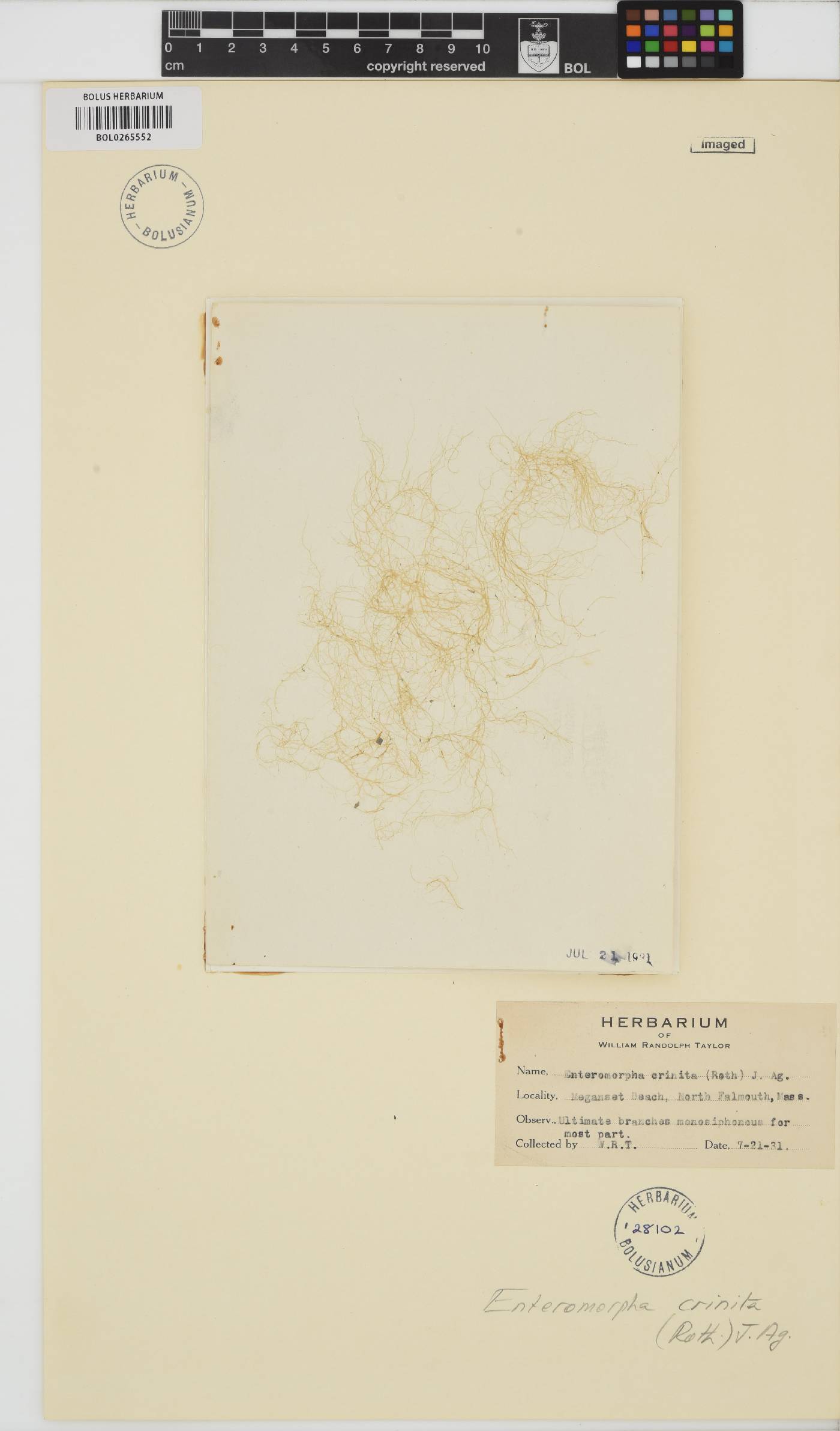 Ulva image