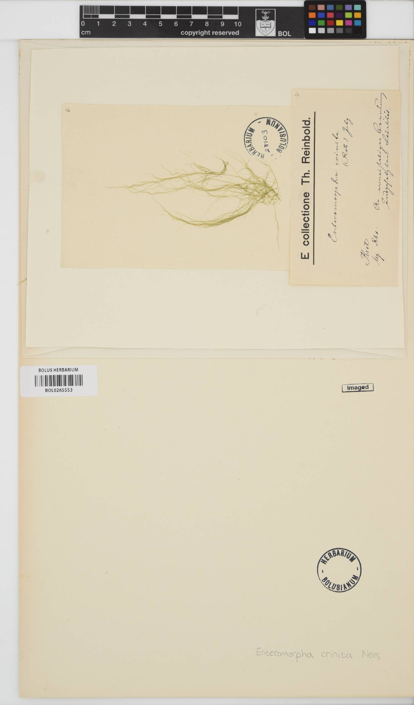 Ulva clathrata image