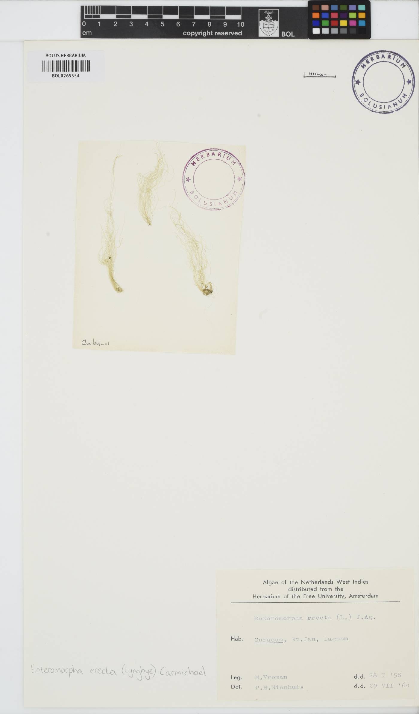 Ulva paradoxa image