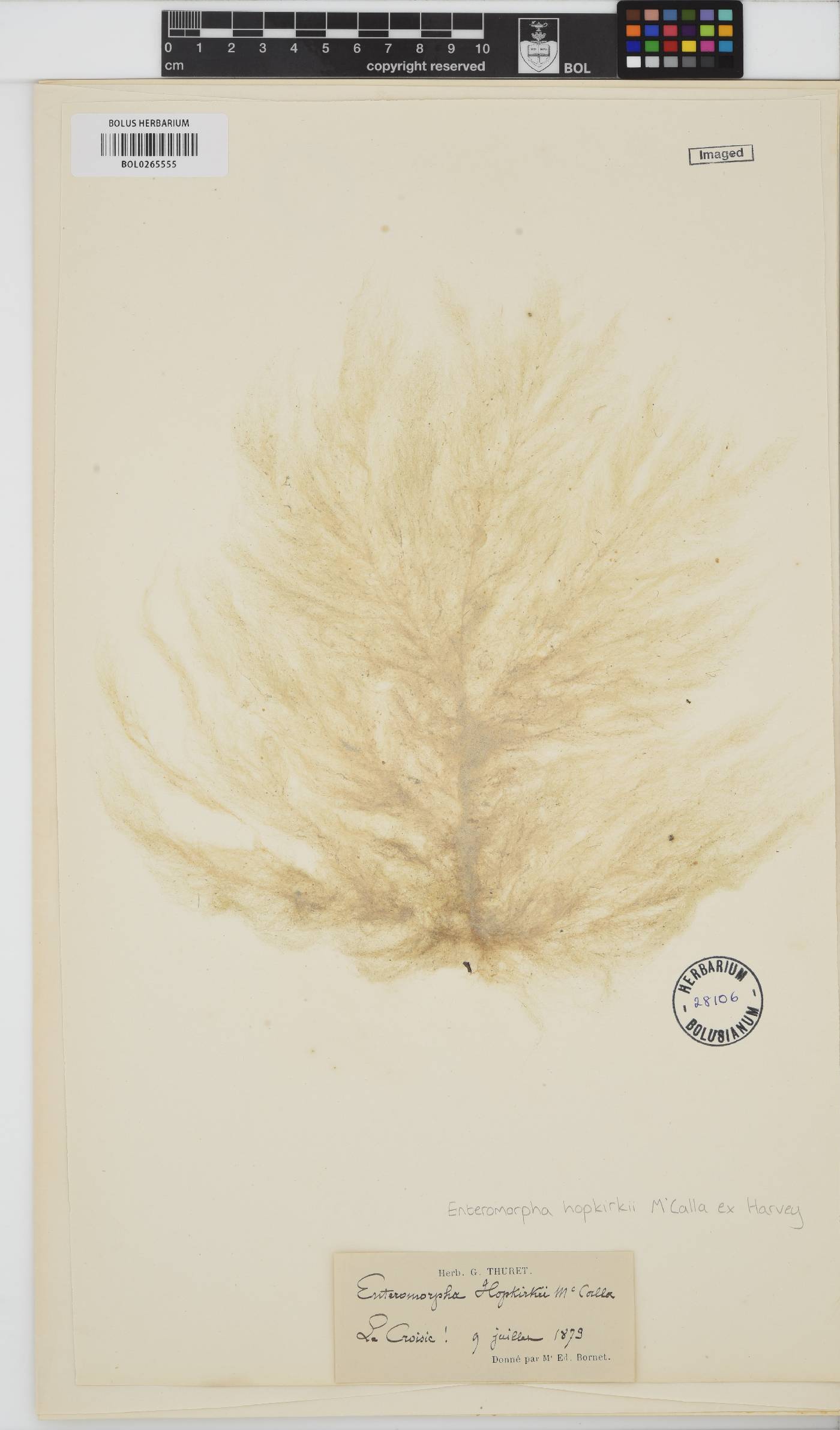 Ulva paradoxa image