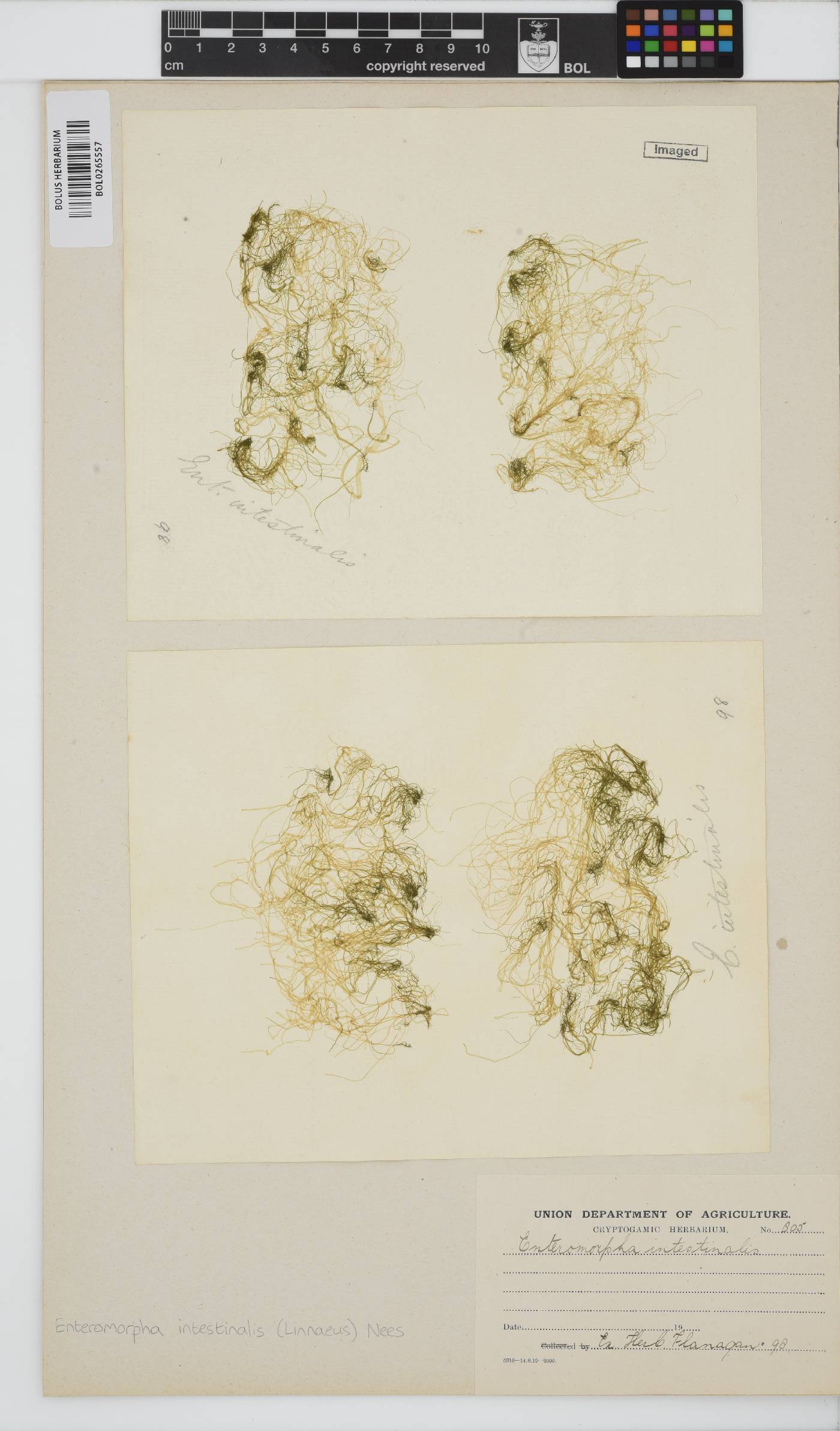 Ulva intestinalis image