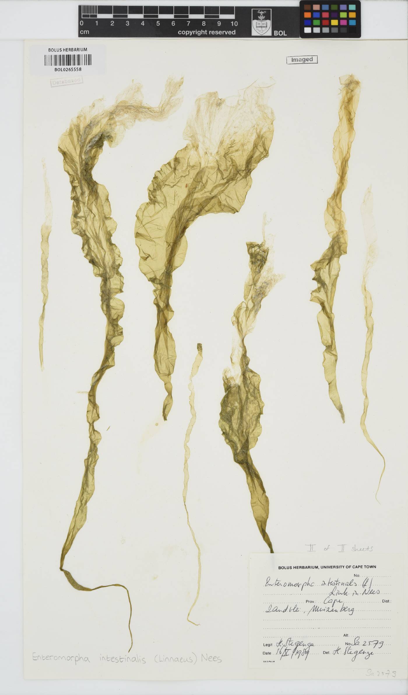 Ulva intestinalis image