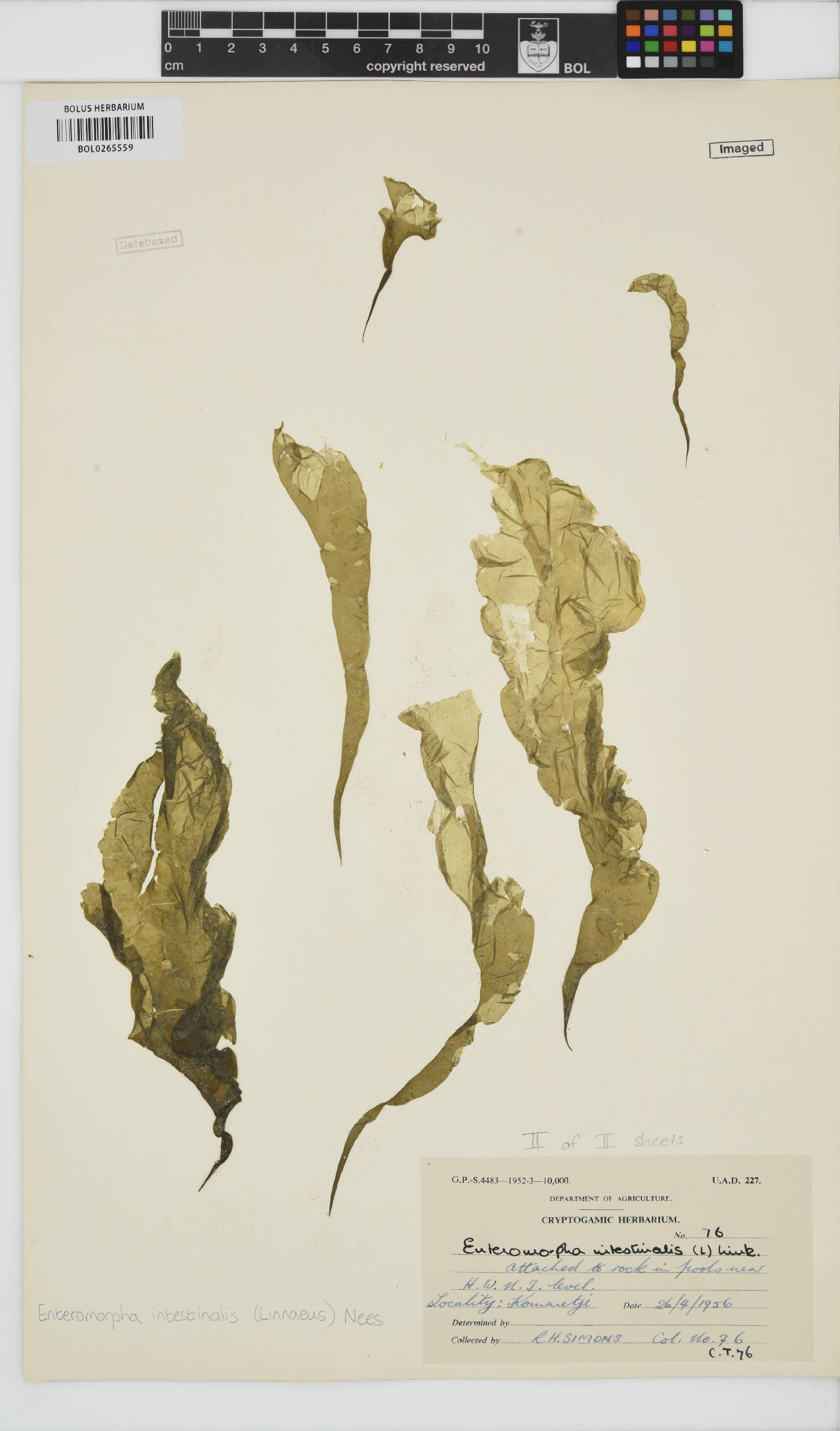 Ulva intestinalis image