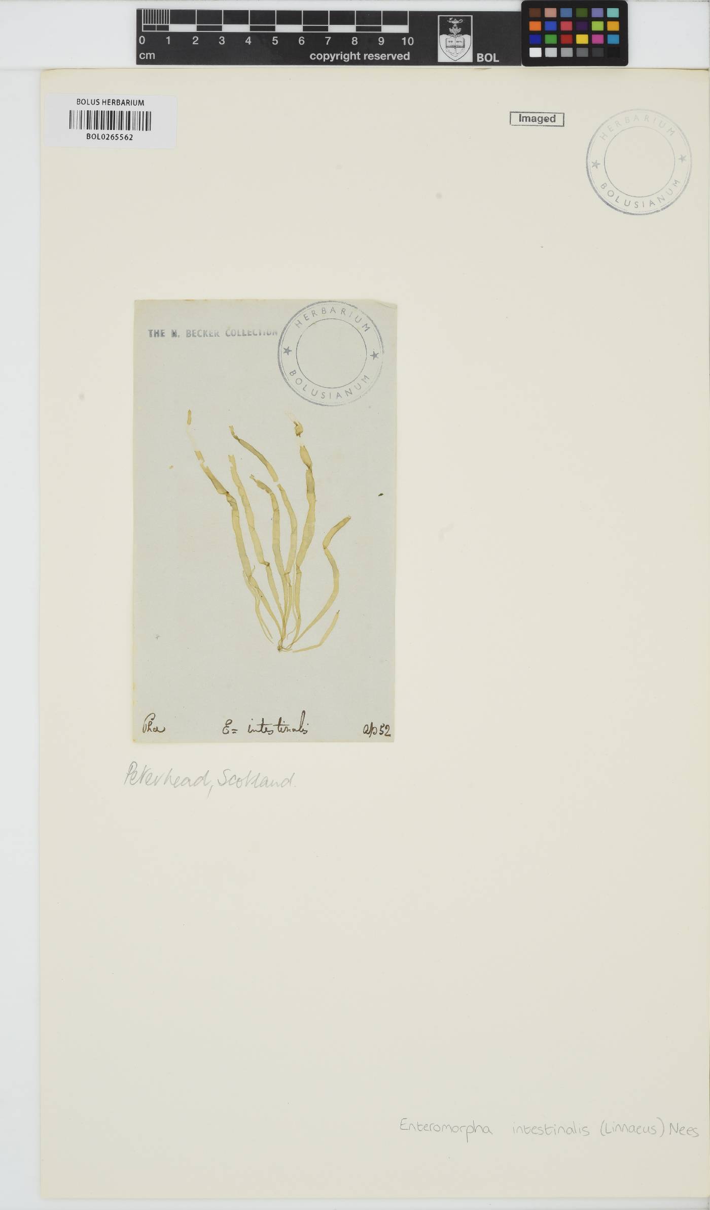 Ulva intestinalis image