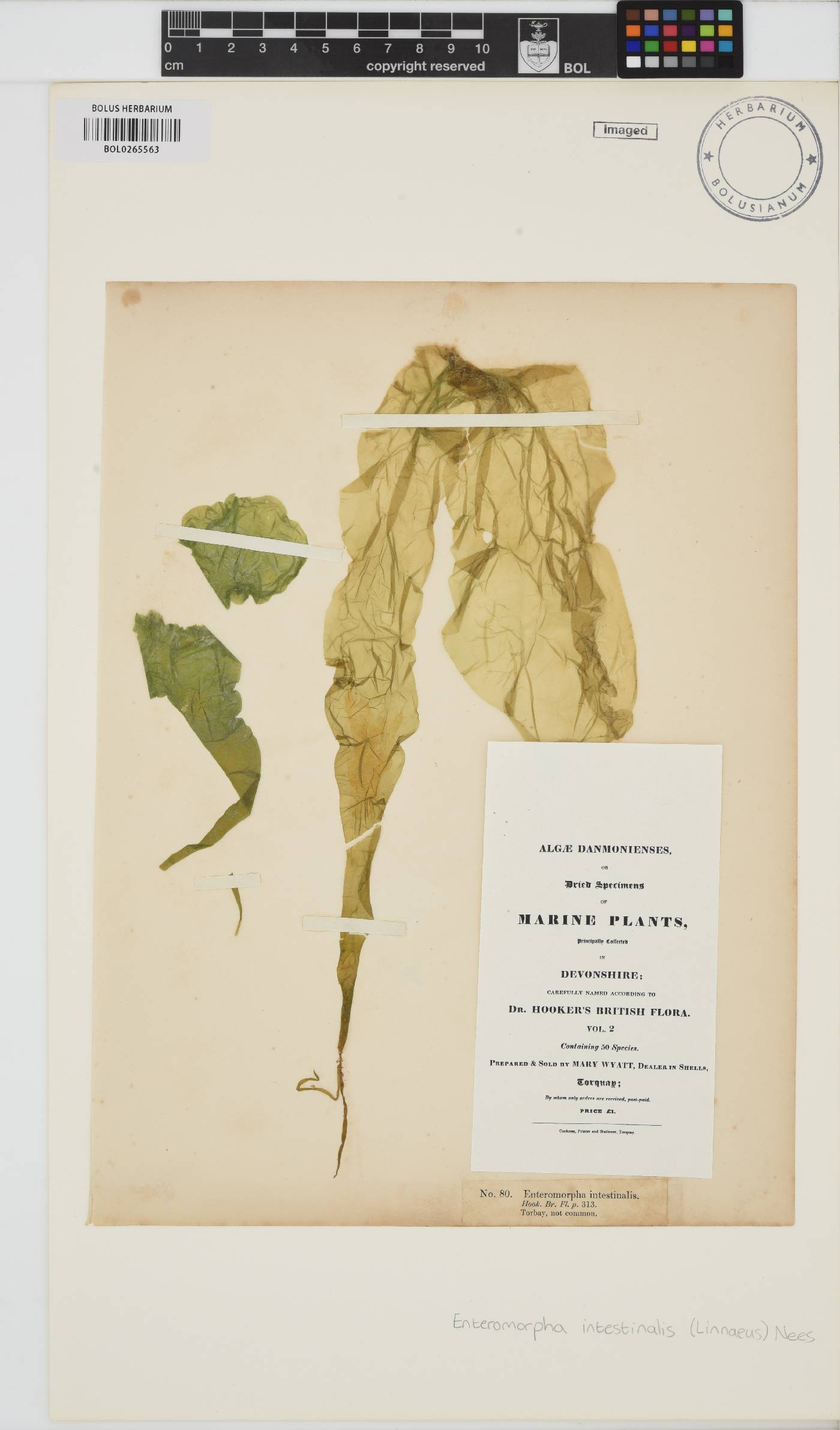 Ulva intestinalis image