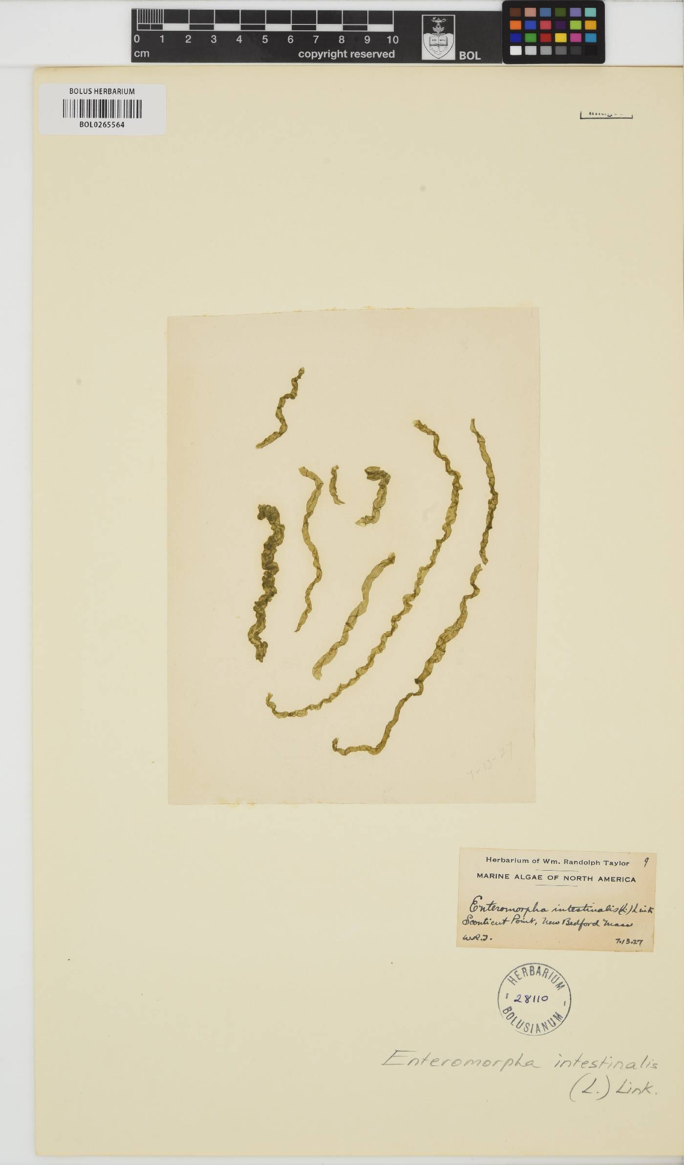 Ulva intestinalis image