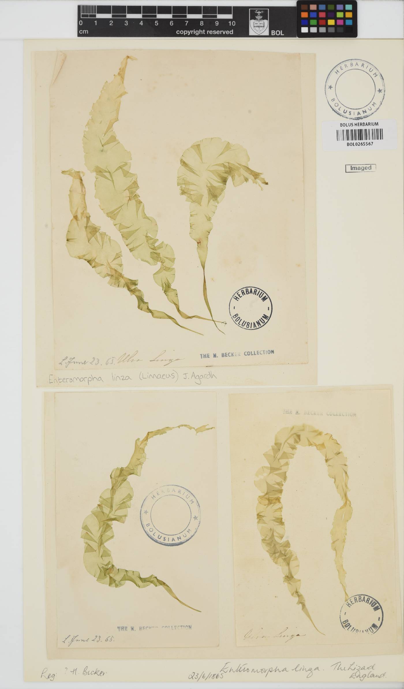 Ulva image