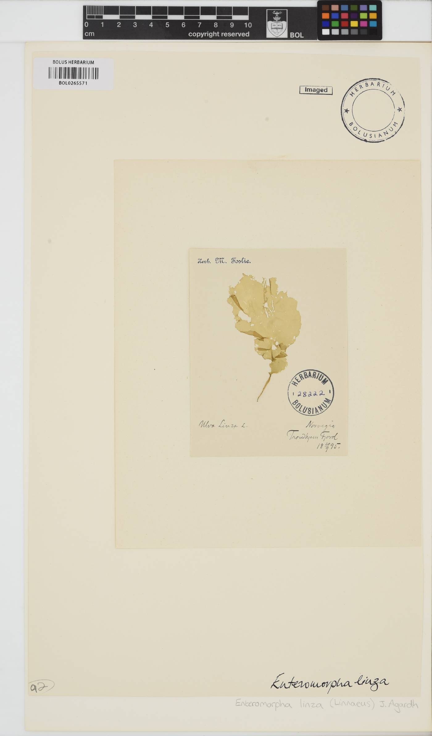 Ulva linza image