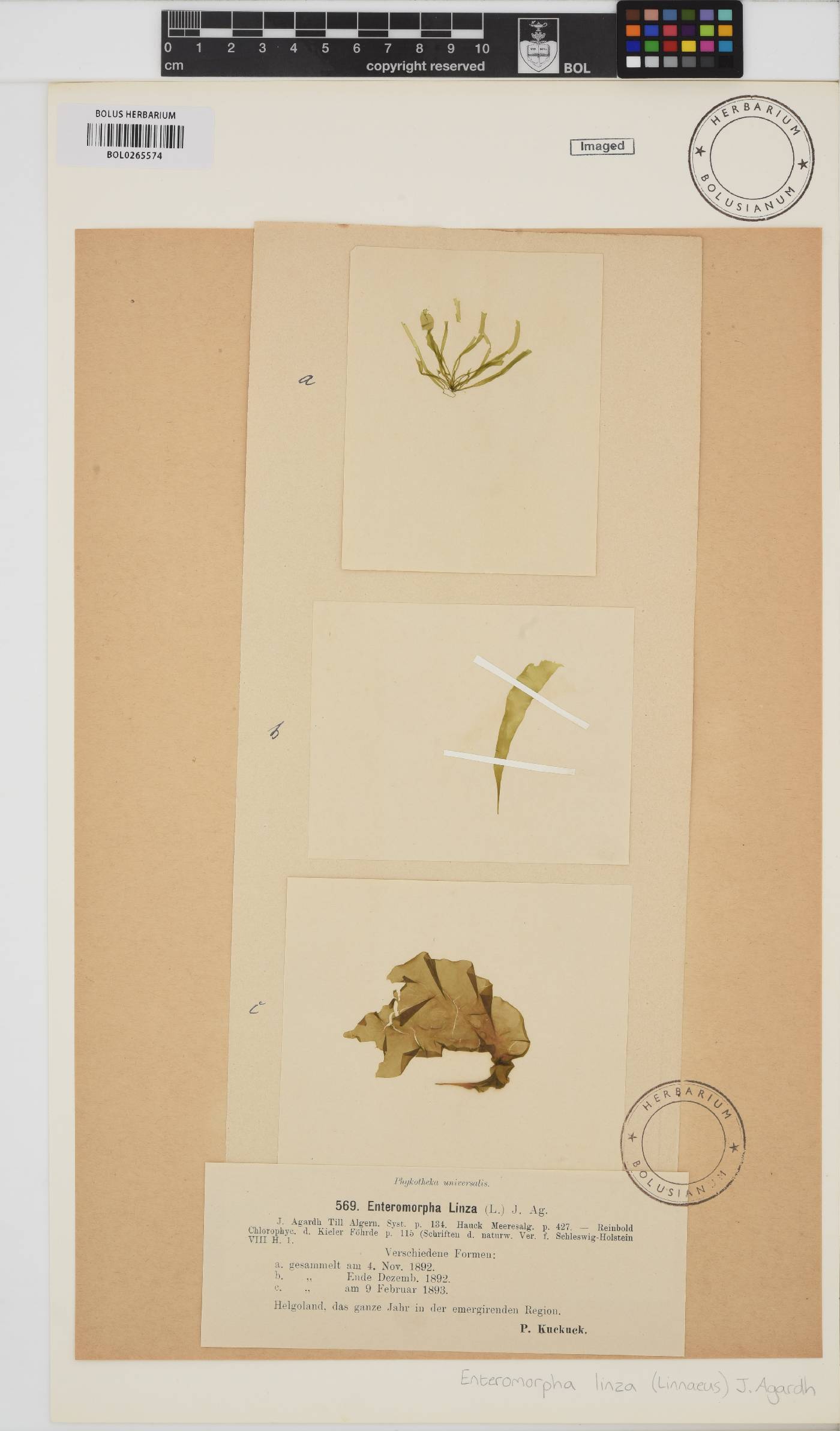 Ulva linza image