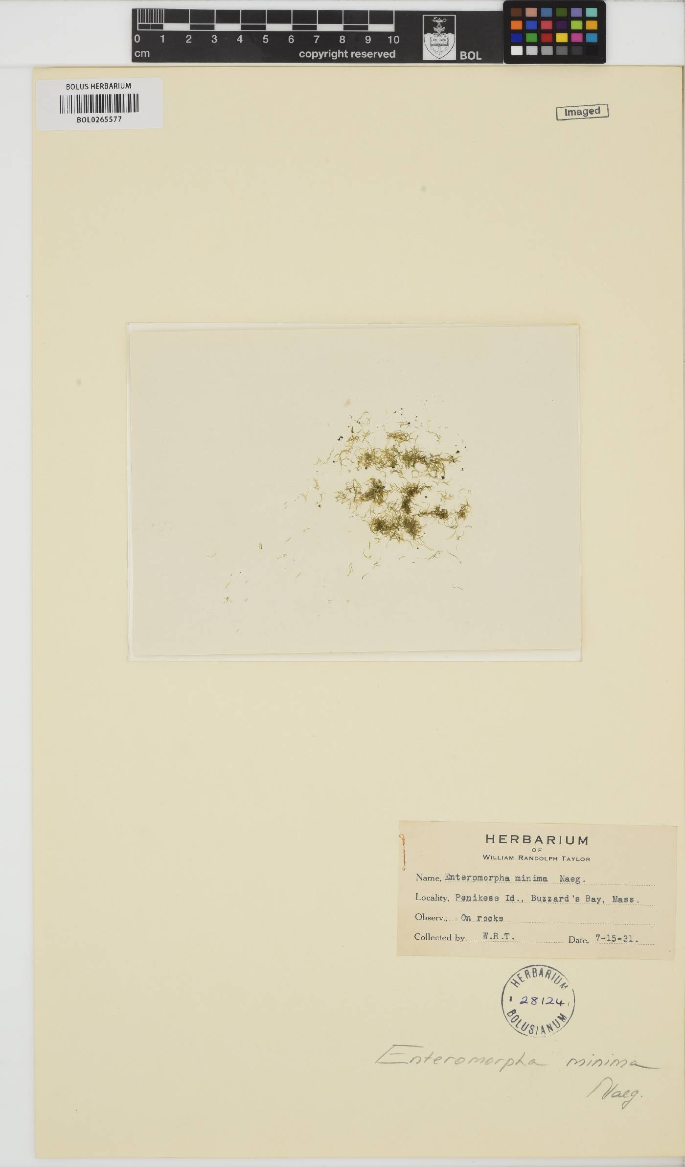 Blidingia minima image