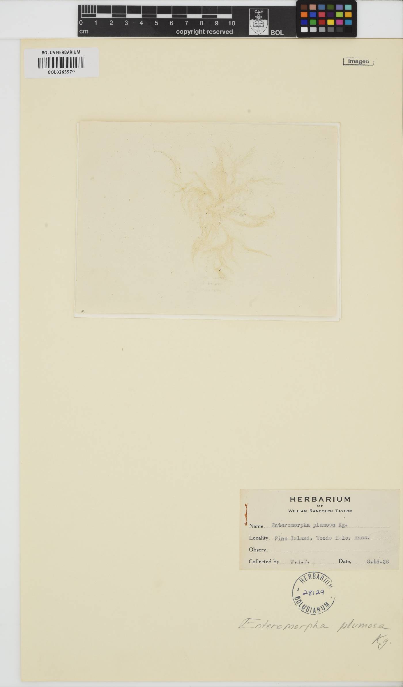 Percursaria image