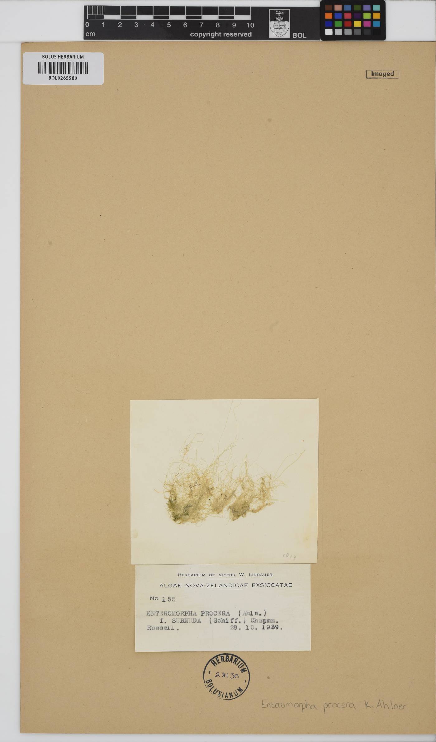 Ulva prolifera image