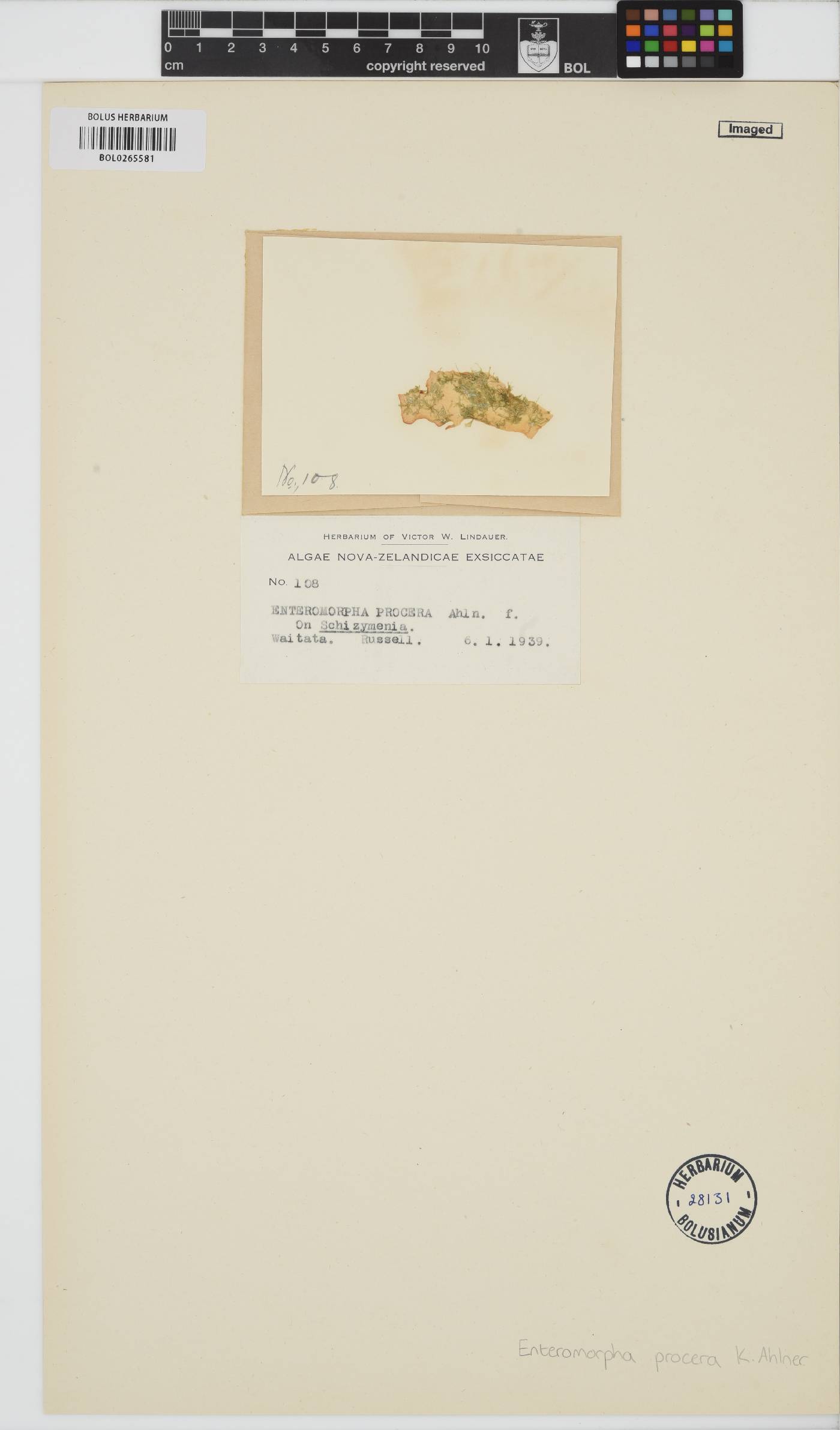 Ulva prolifera image
