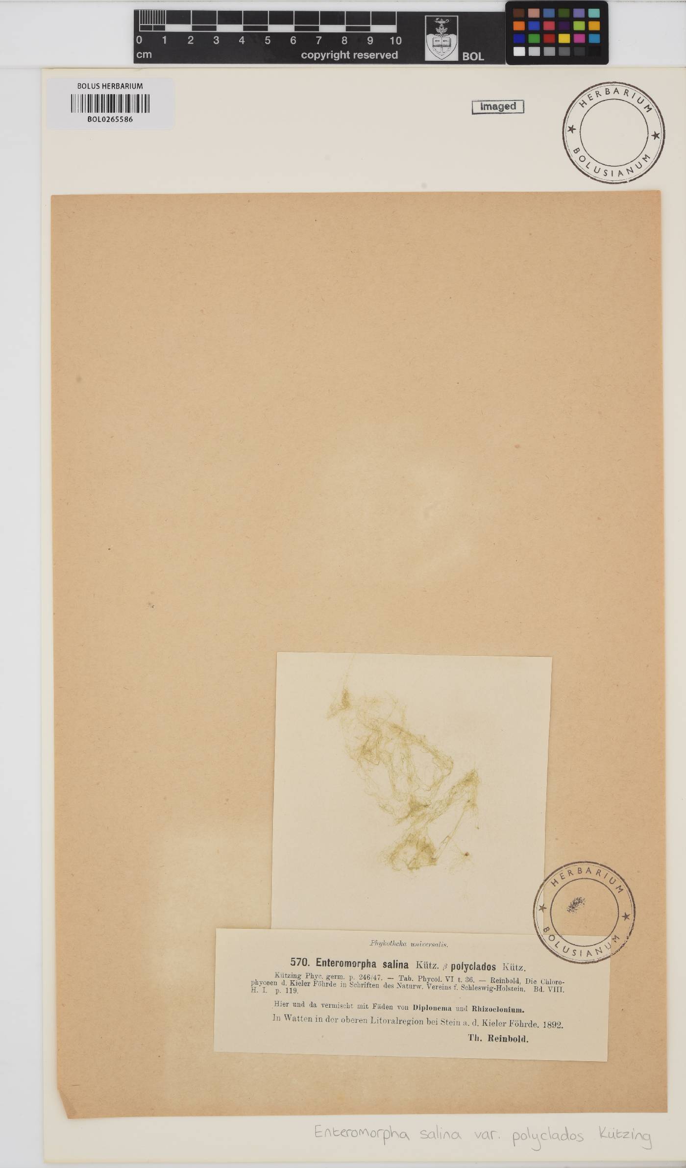 Ulva prolifera image