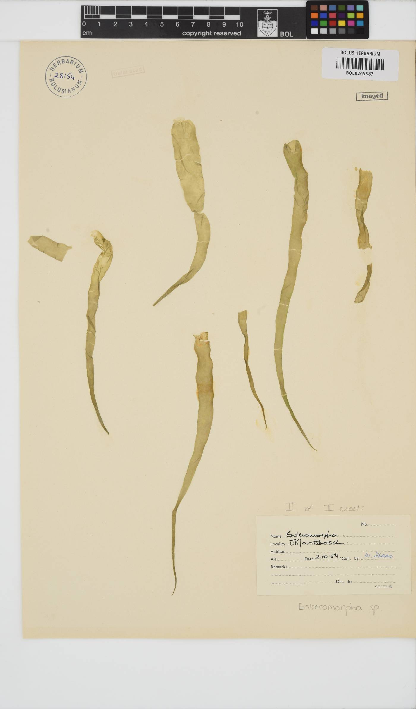 Enteromorpha image