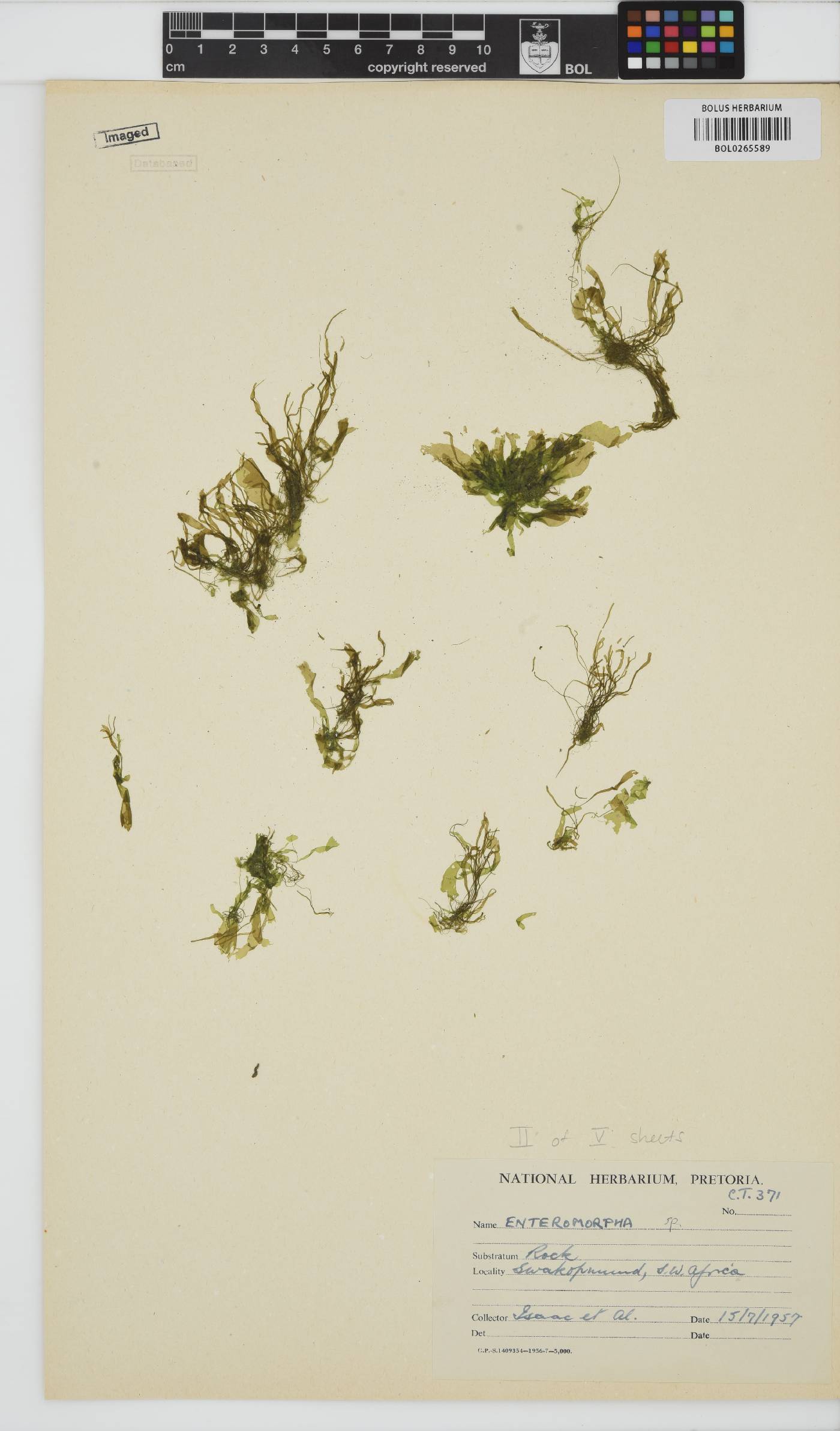 Ulvaceae image