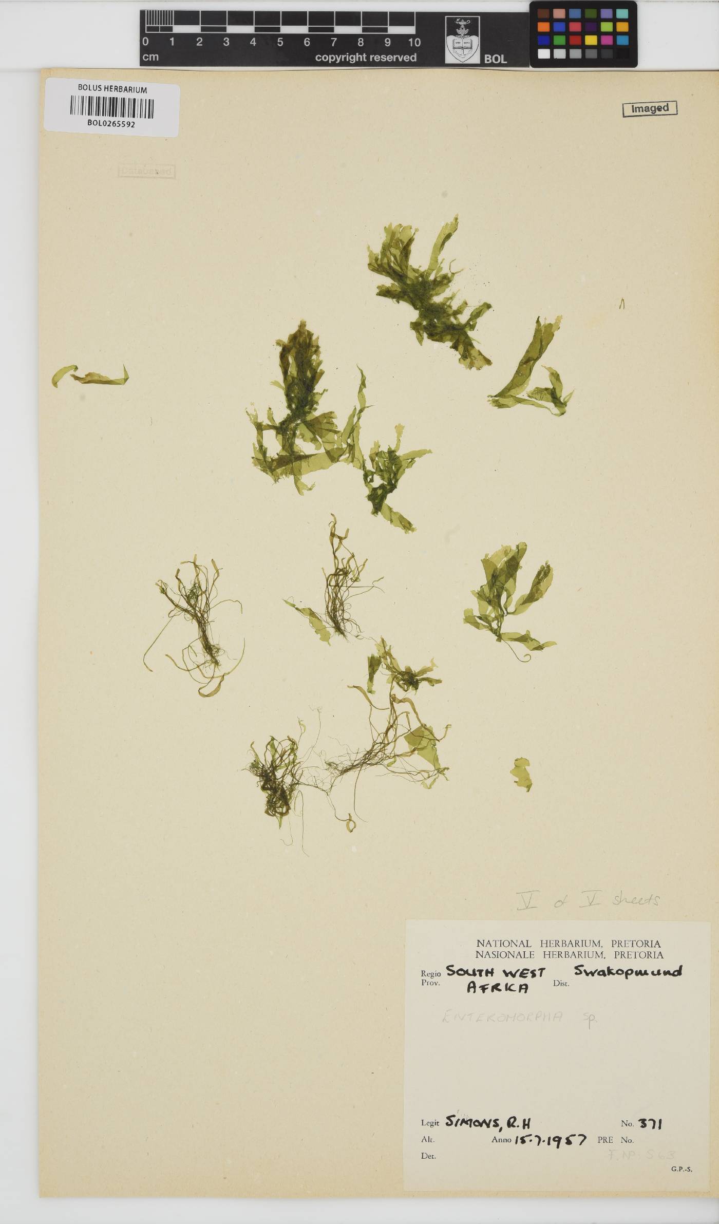 Enteromorpha image