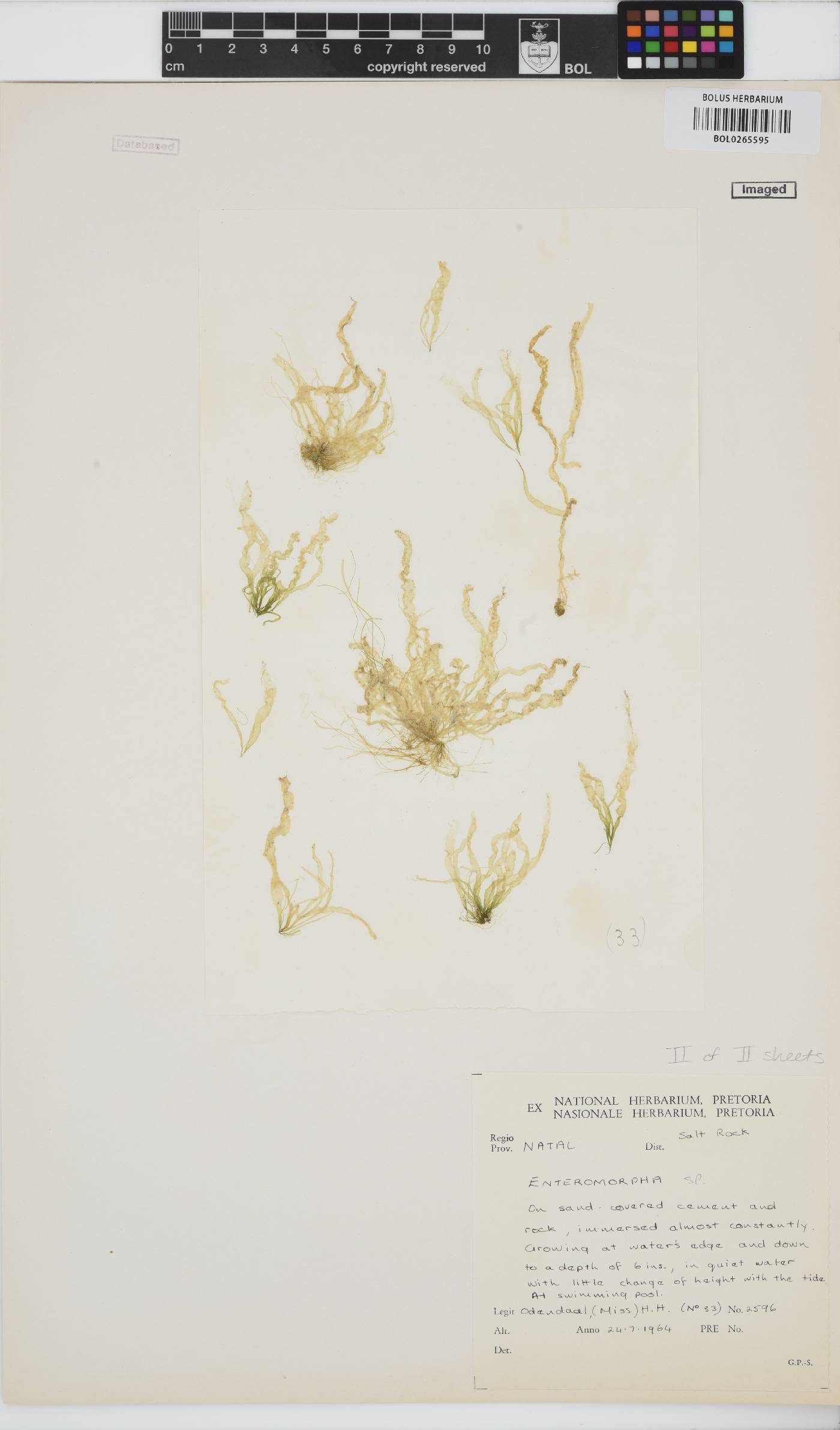 Enteromorpha image