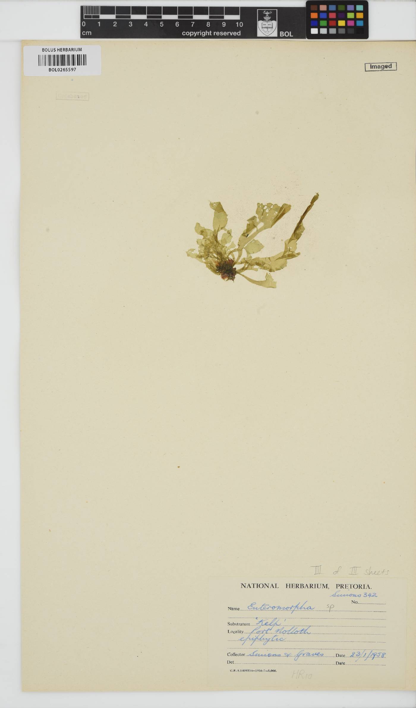 Enteromorpha image
