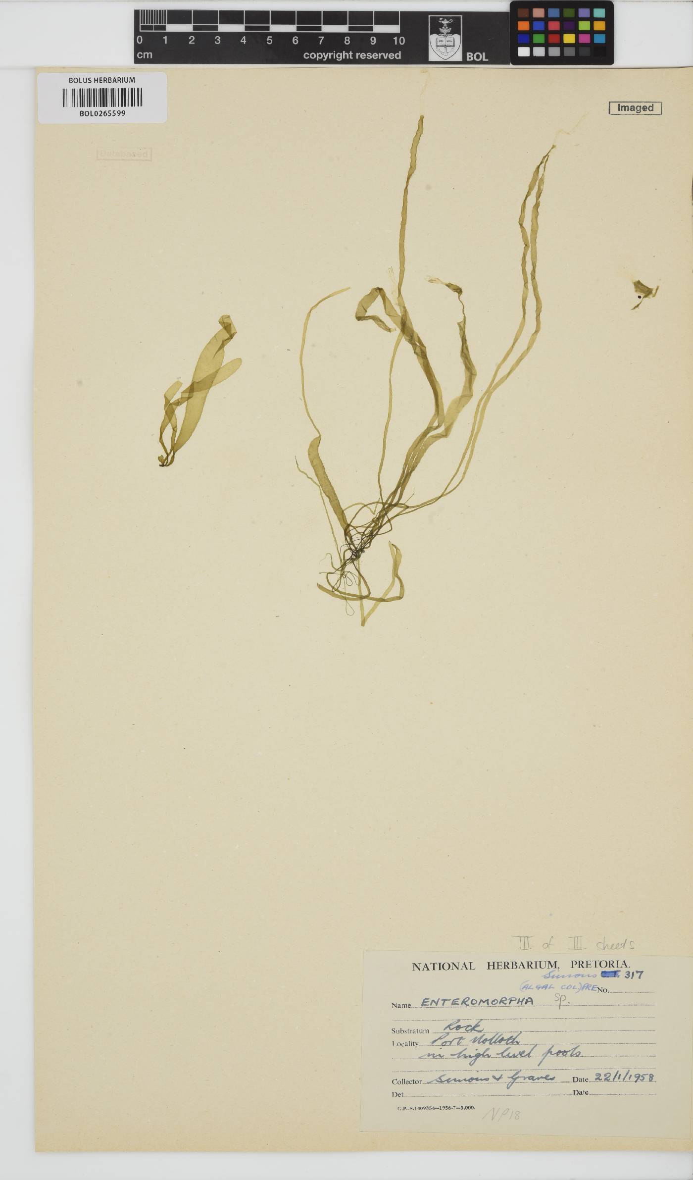 Enteromorpha image