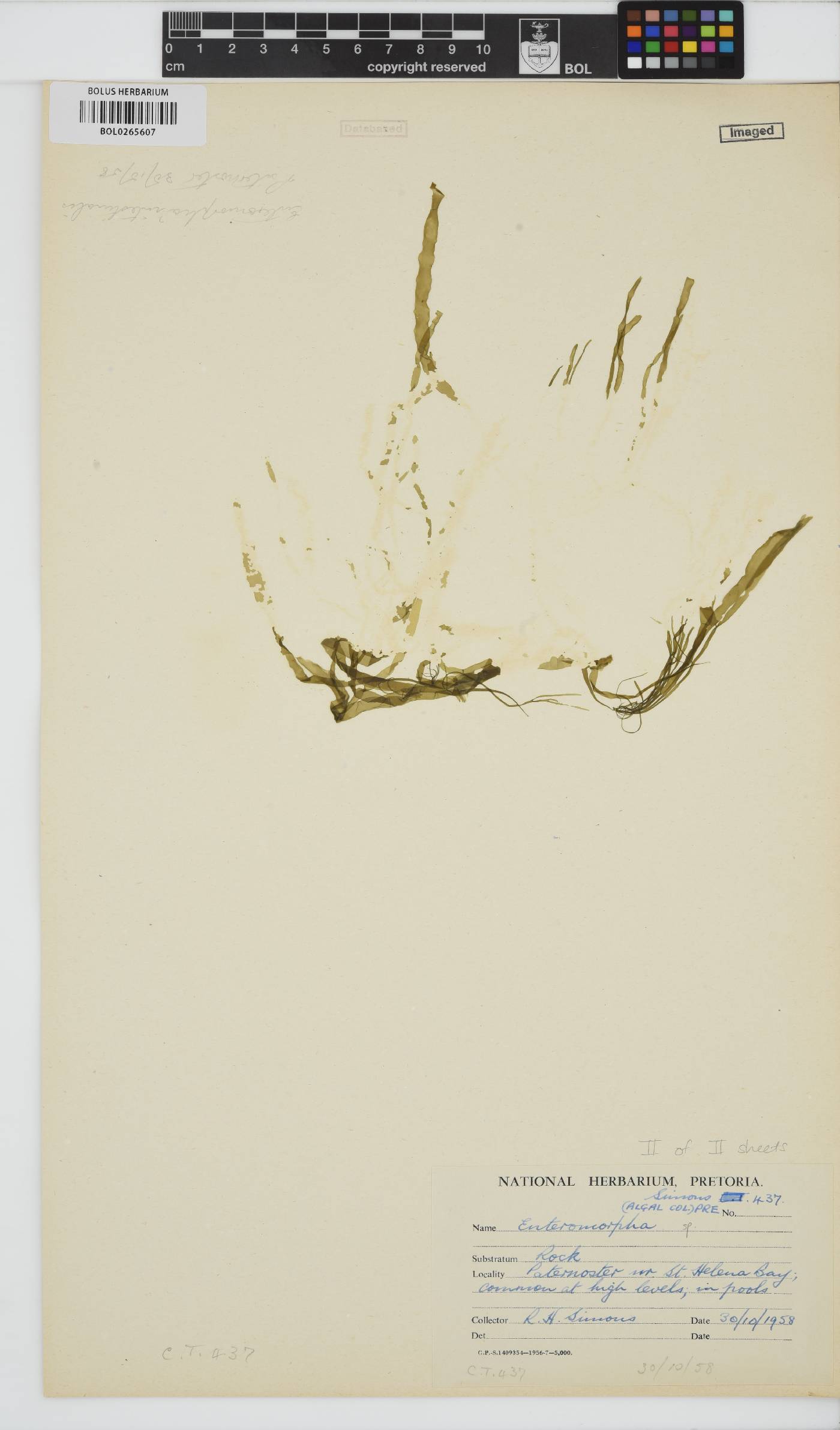 Enteromorpha image