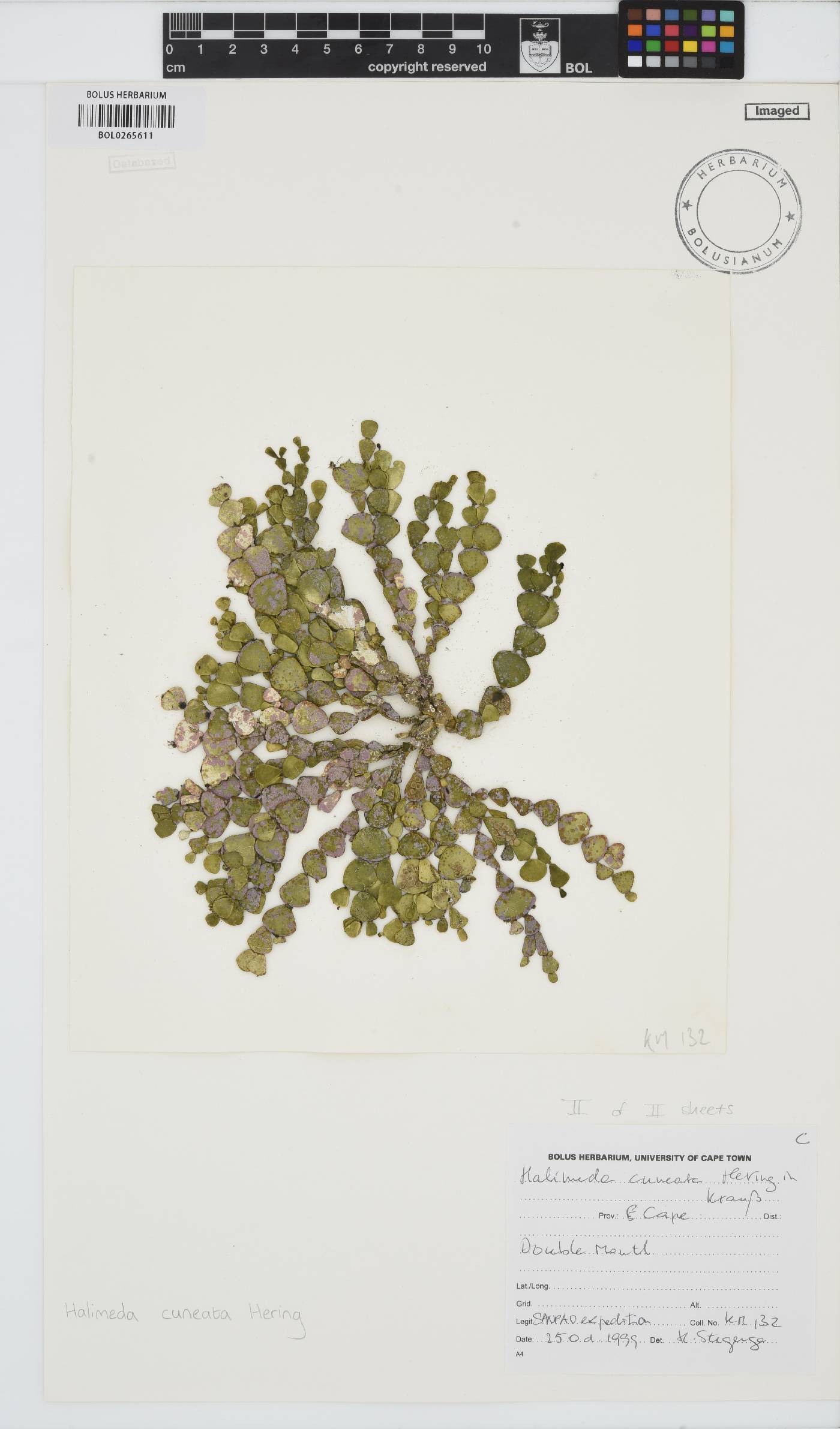 Halimeda cuneata image