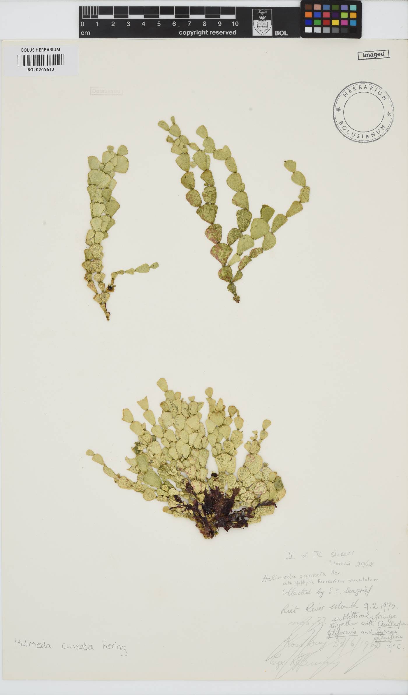 Halimeda image