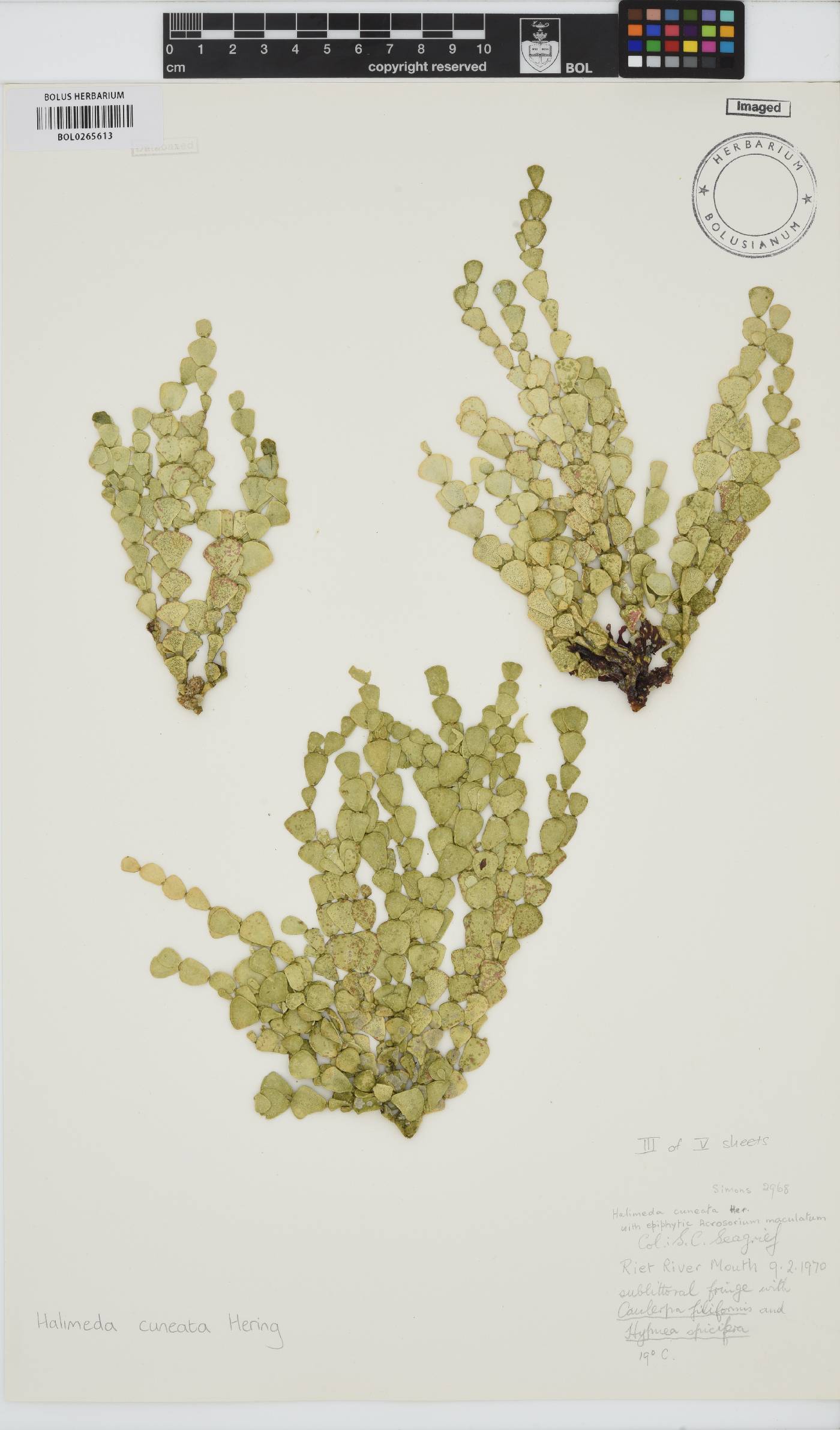 Halimeda cuneata image