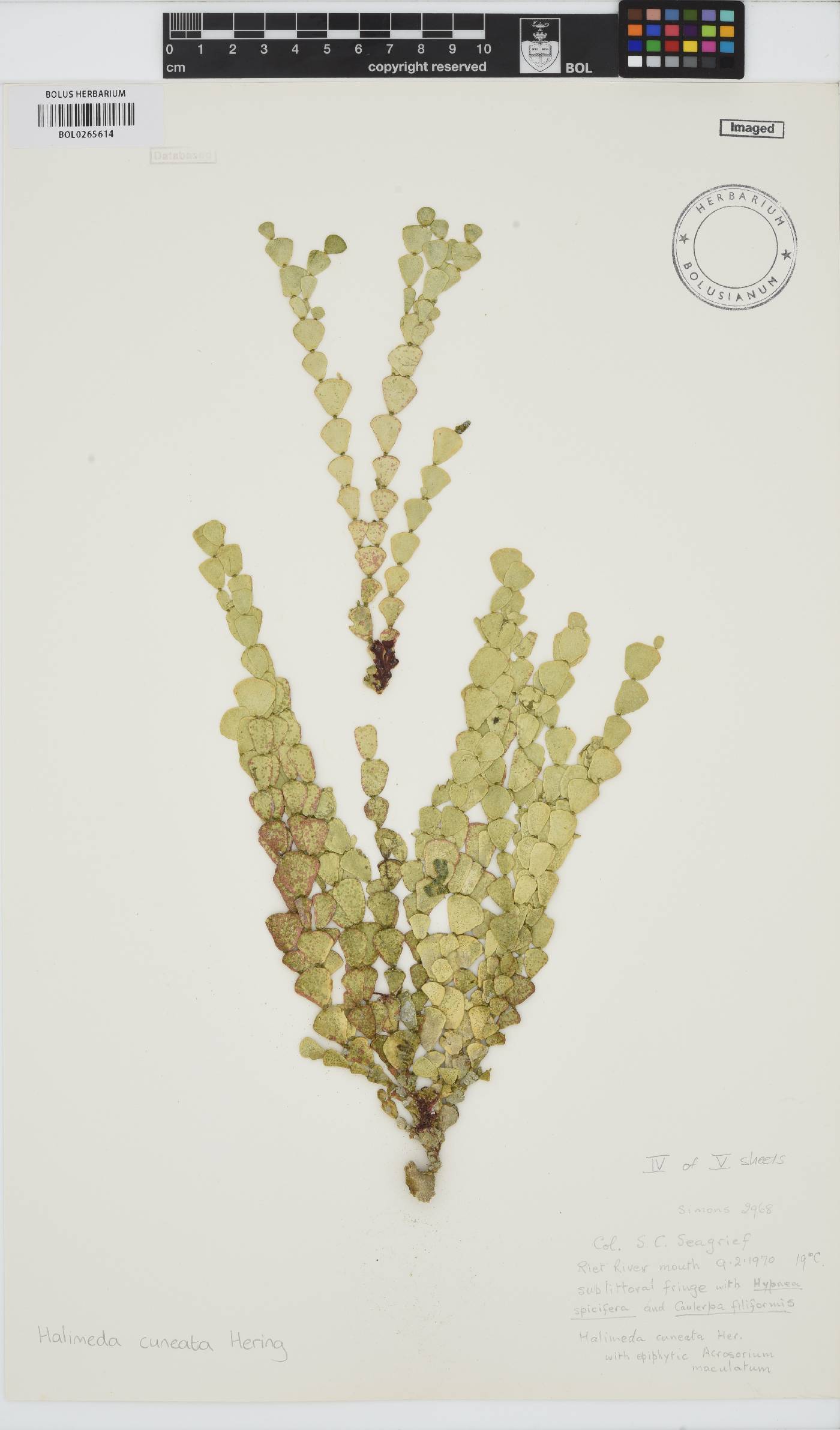 Halimeda cuneata image