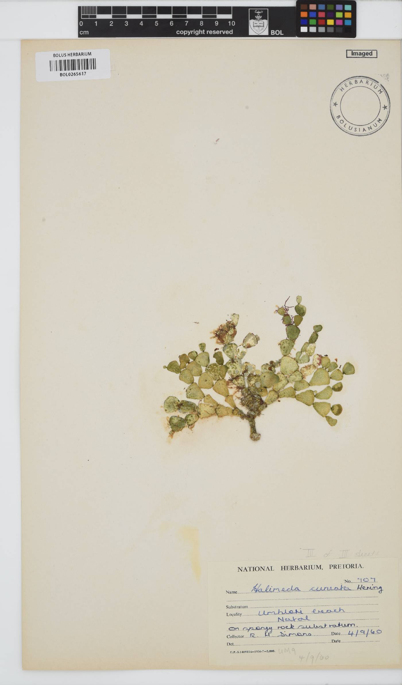 Halimeda cuneata image