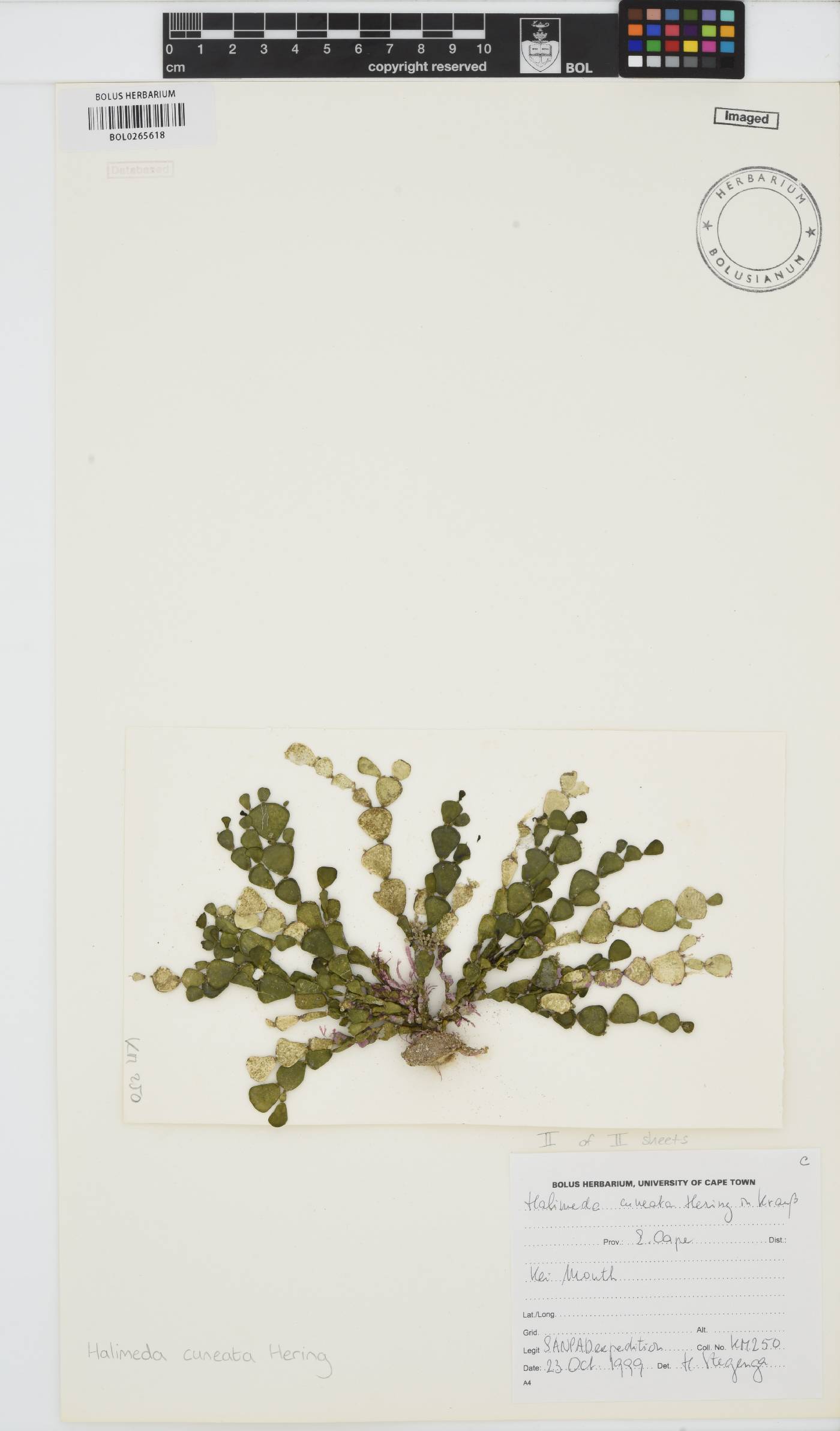 Halimeda cuneata image